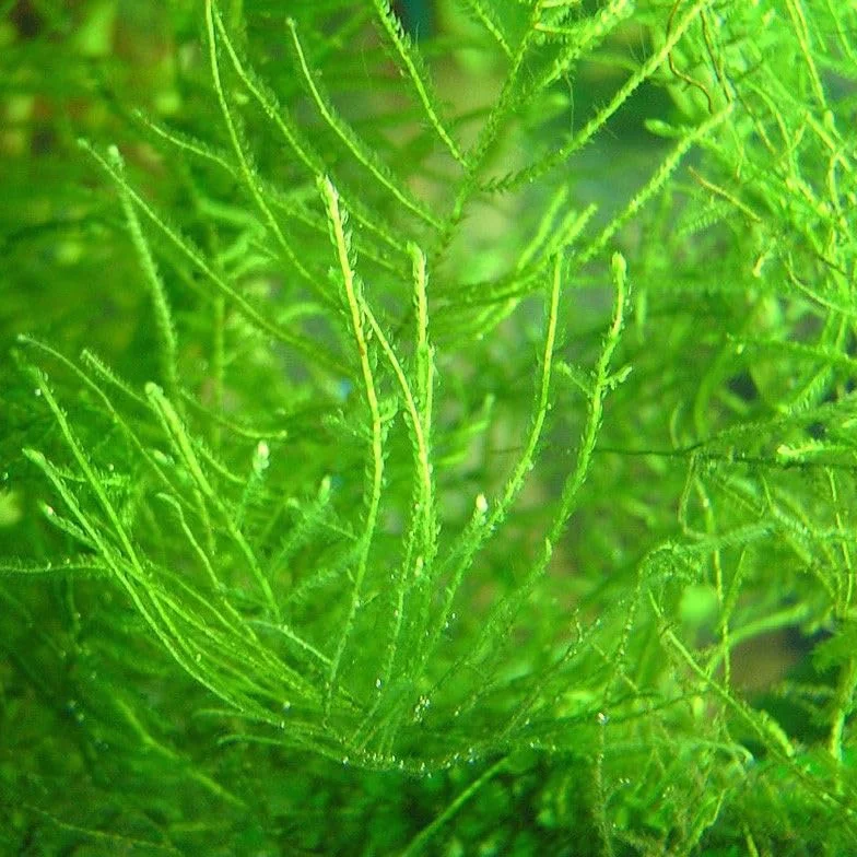 Mousse de Java Vivante pour Aquarium d'Eau Douce, Plante Aquatique