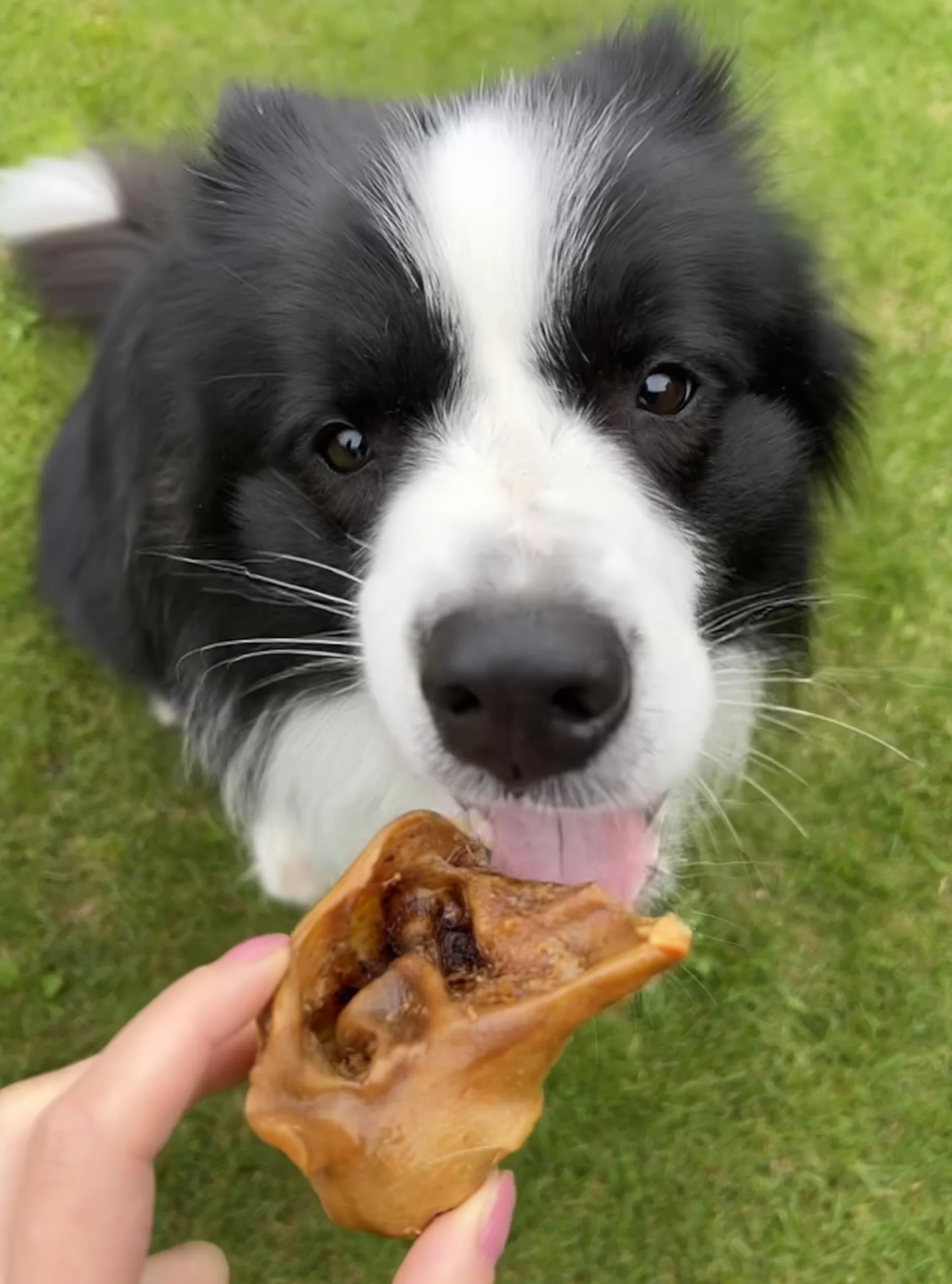 Oreilles de porc 5 kg, oreilles de porc séchées, articles à mâcher pour grands et petits chiens, friandises à mâcher naturelles Lucze Premium