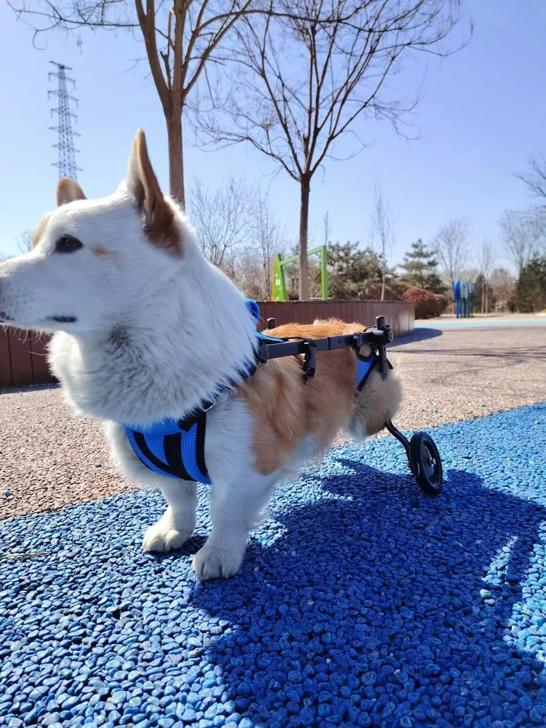 Fauteuil roulant pour chien handicapé, poussette réglable, petit et moyen chien, modèle bleu S