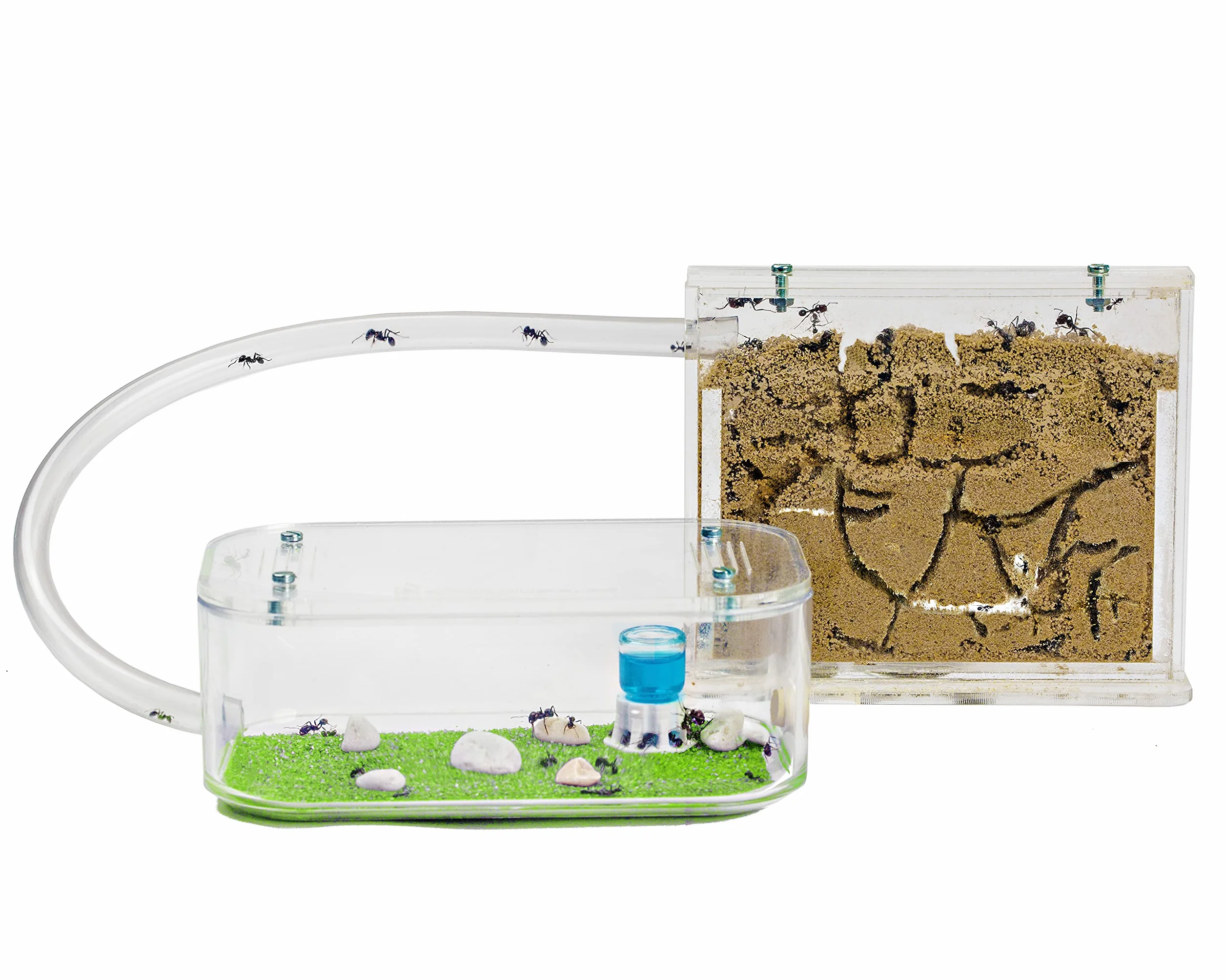 Fourmilière Naturelle en Sable Kit Basic avec Fourmis Incluses
