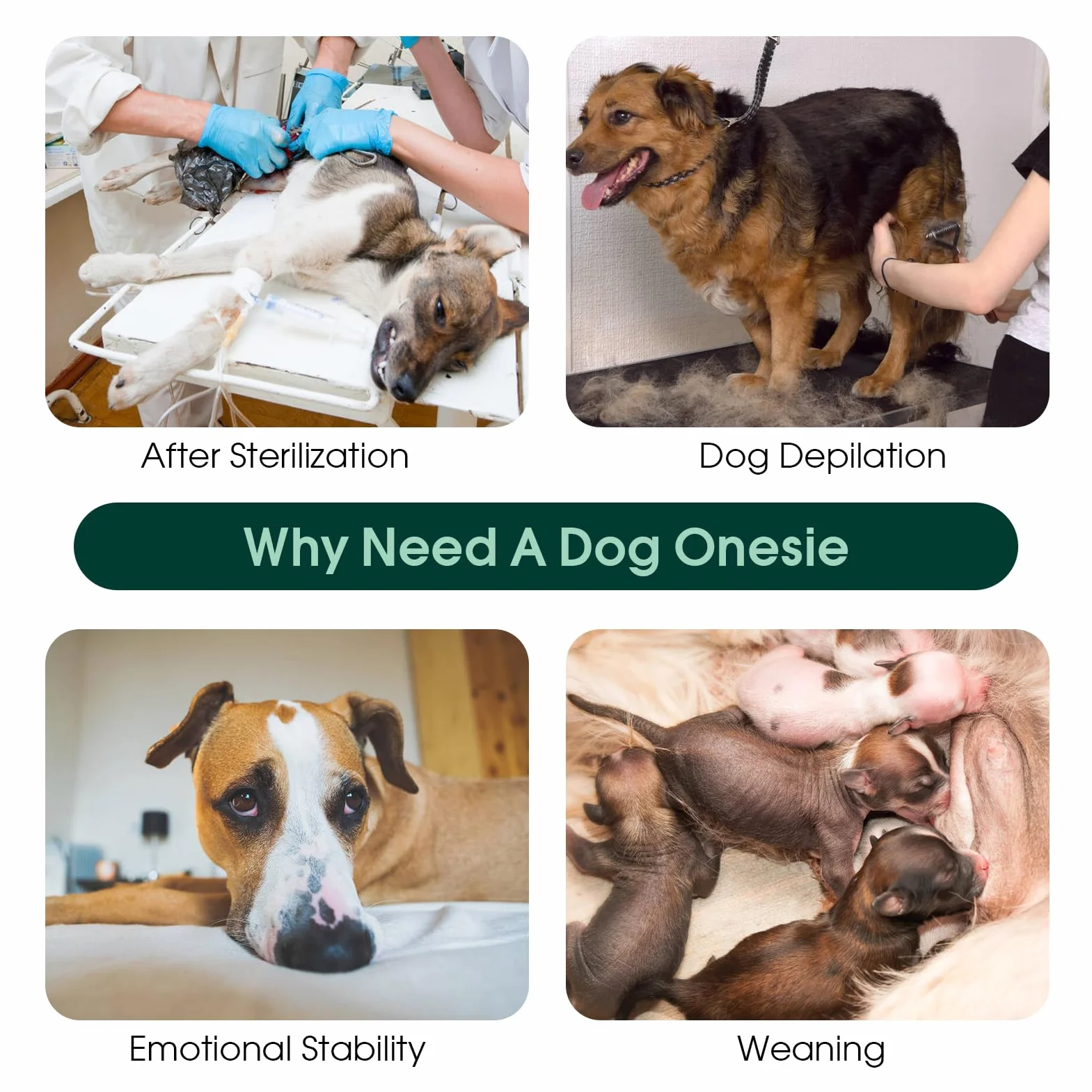 Kusser Body antiléchage chien opération respirant chien mâle alternative collier élisabéthain