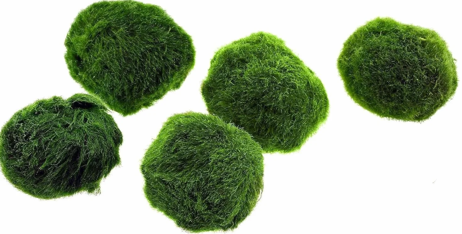 Marimo Boule d'algue Cladophora Aegagropila 2-3 cm décoration aquarium terrarium 10 pièces