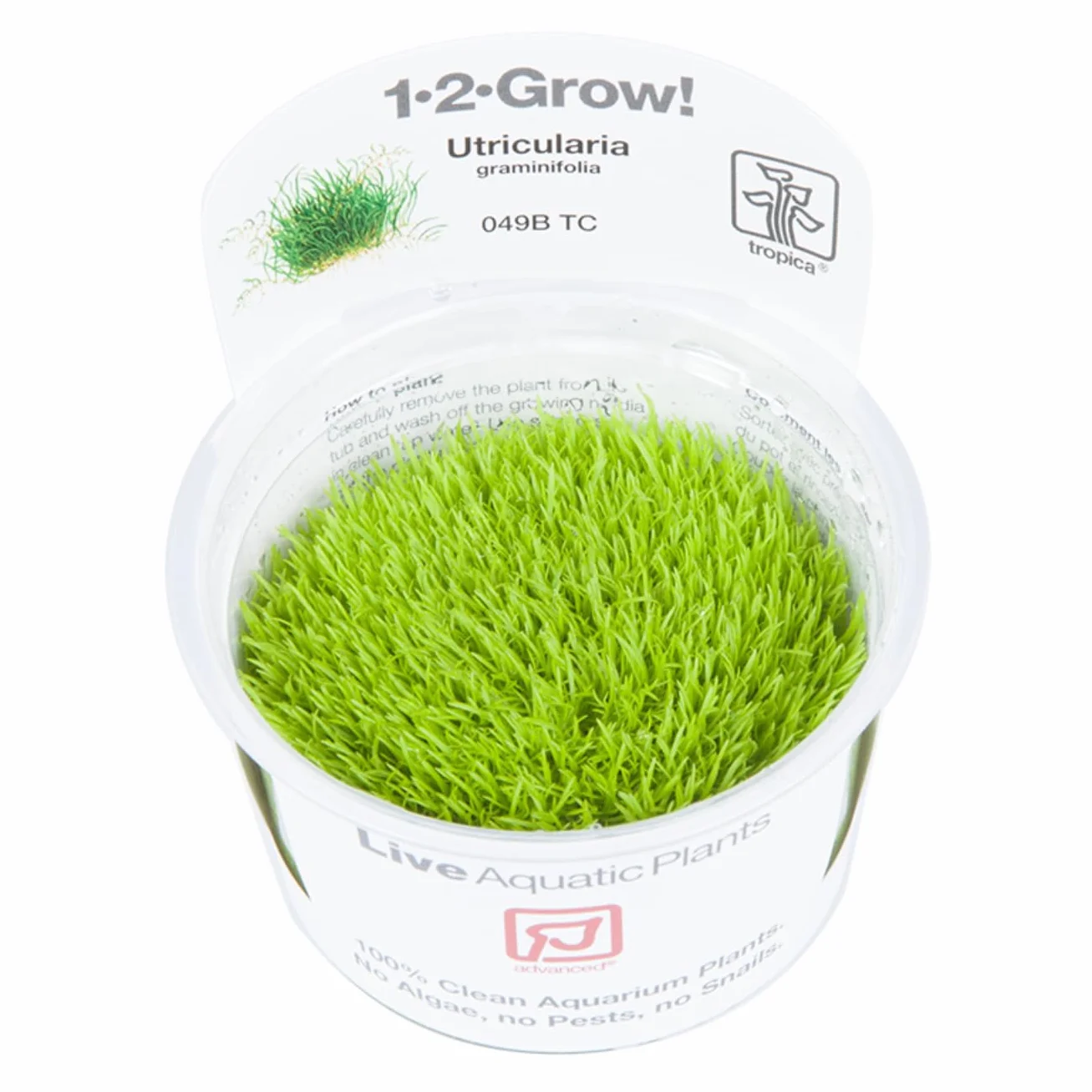 Tropica 1-2-GROW! Utricularia graminifolia - In-Vitro Aquariumpflanze