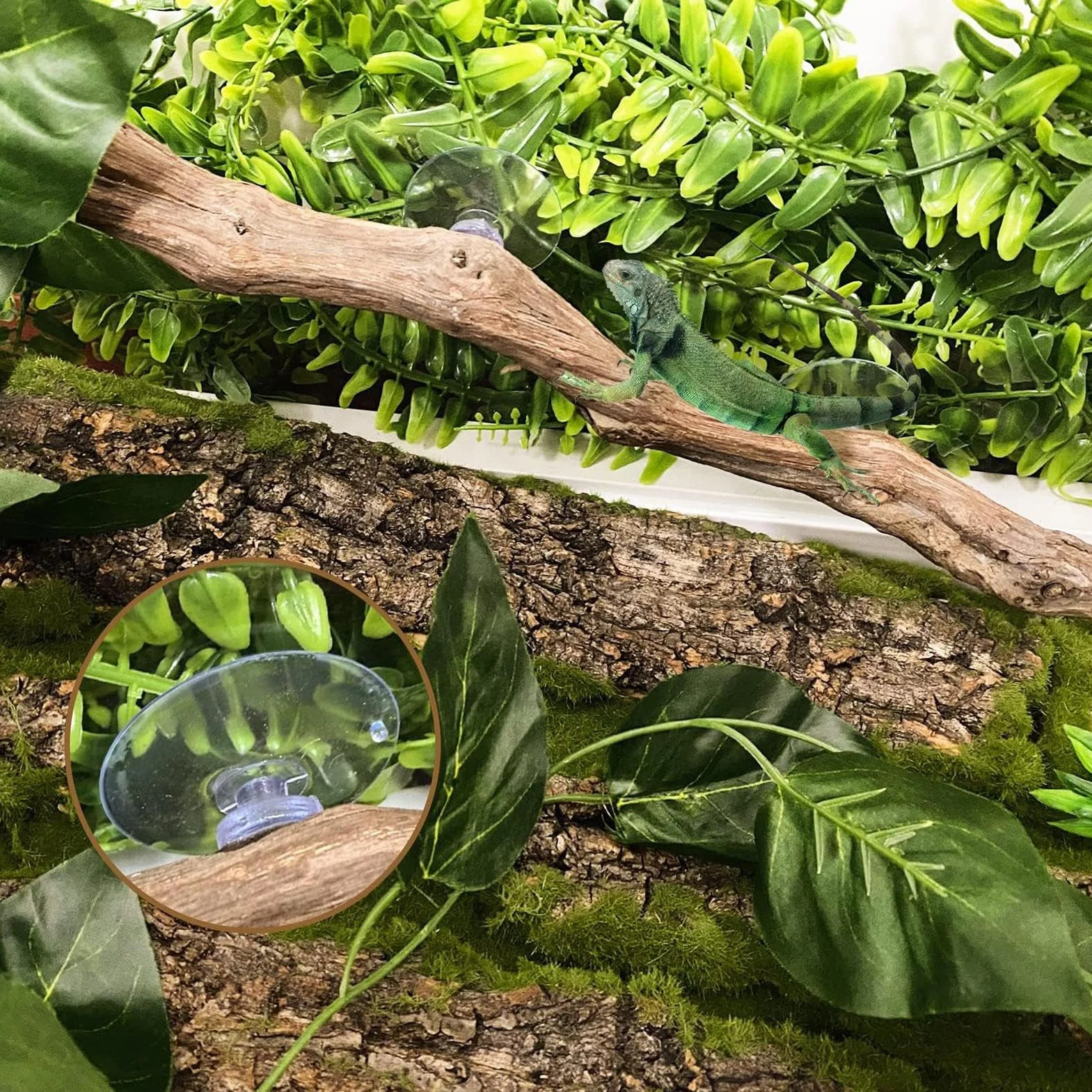Branches Pour Reptiles Bois De Vigne 30 cm avec Ventouse Décoration Terrarium