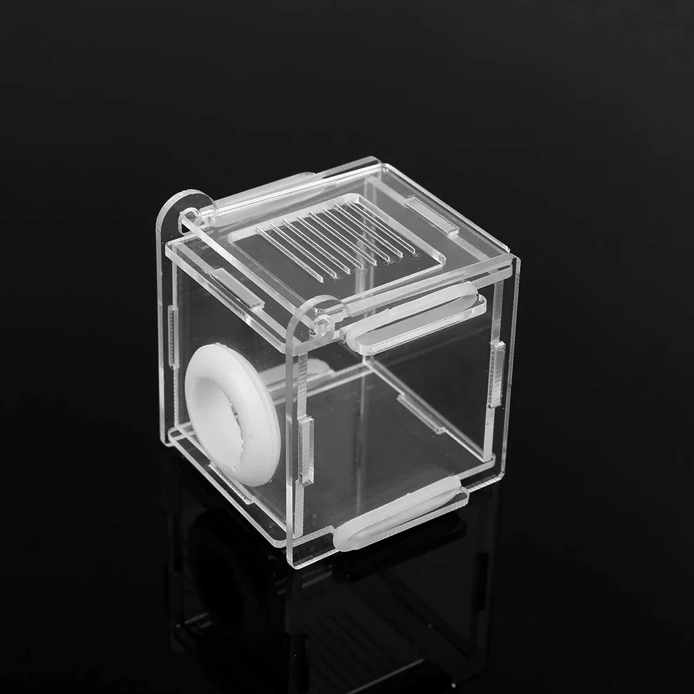 Buwei Mini nid de fourmis en verre avec zone active en acrylique