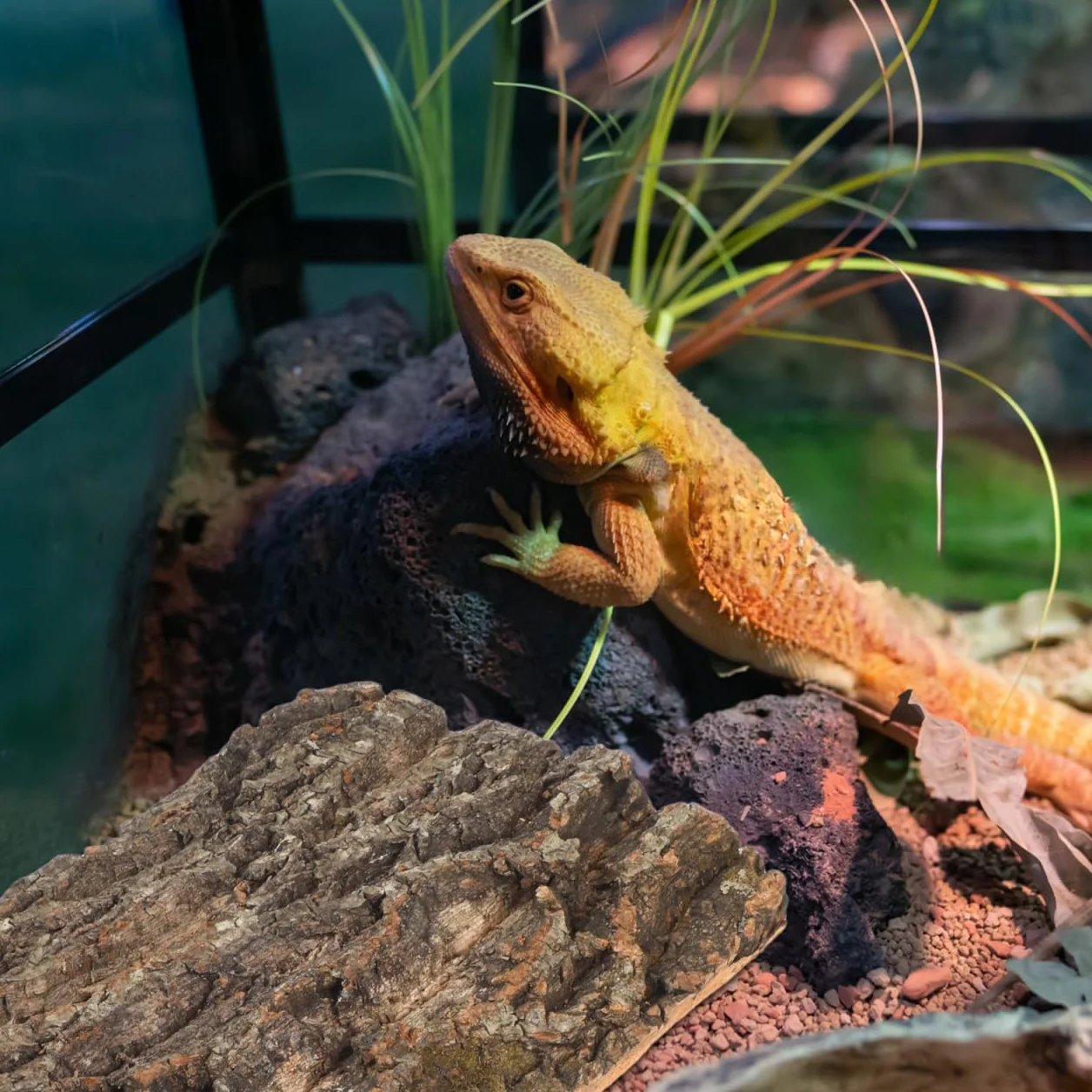 Garneck Parois arrière en écorce de liège pour terrarium 30 x 20 cm – Surface d'escalade pour reptiles