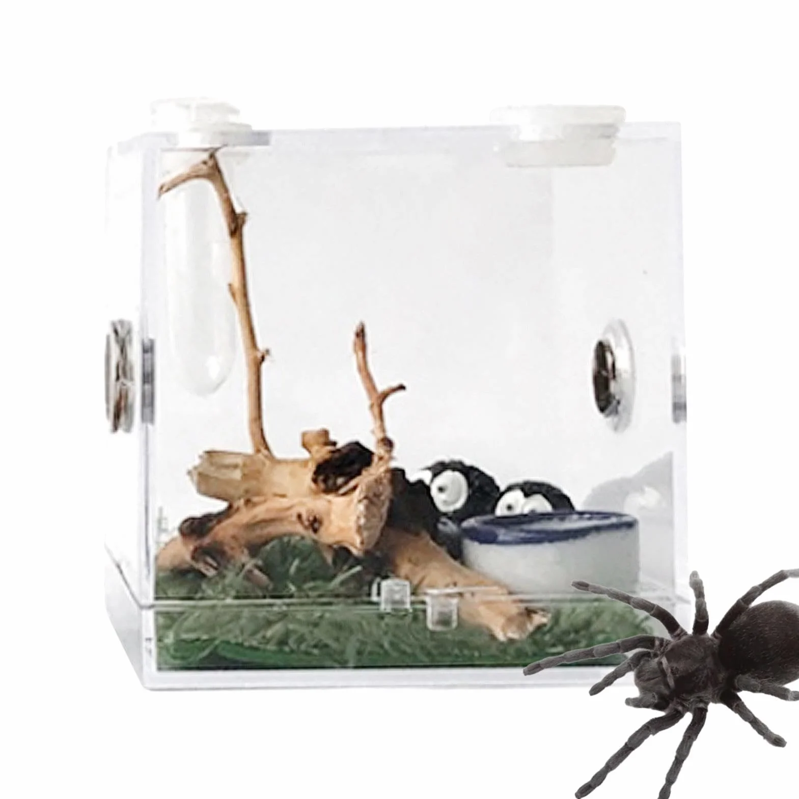 Terrarium acrylique pour araignée sauteuse avec motif d'alimentation, enclos pour reptile tarentule