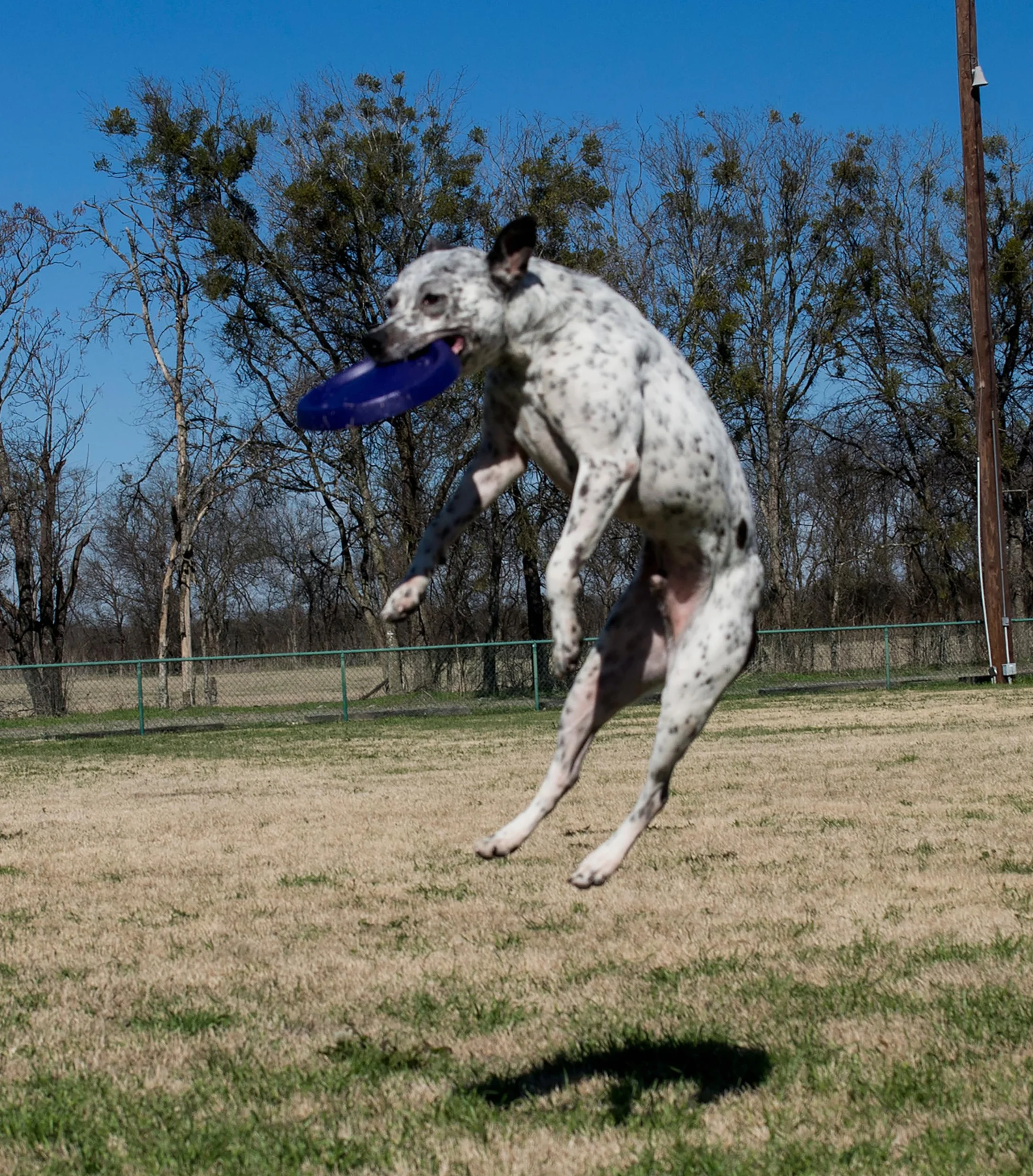 Everlasting Jouet pour Chien Easy Glider Max Frisbee 28 cm