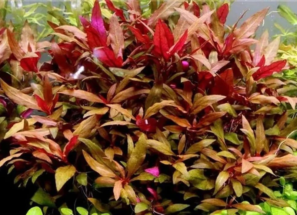 Alternanthera reinecki plante aquatique rouge en tiges