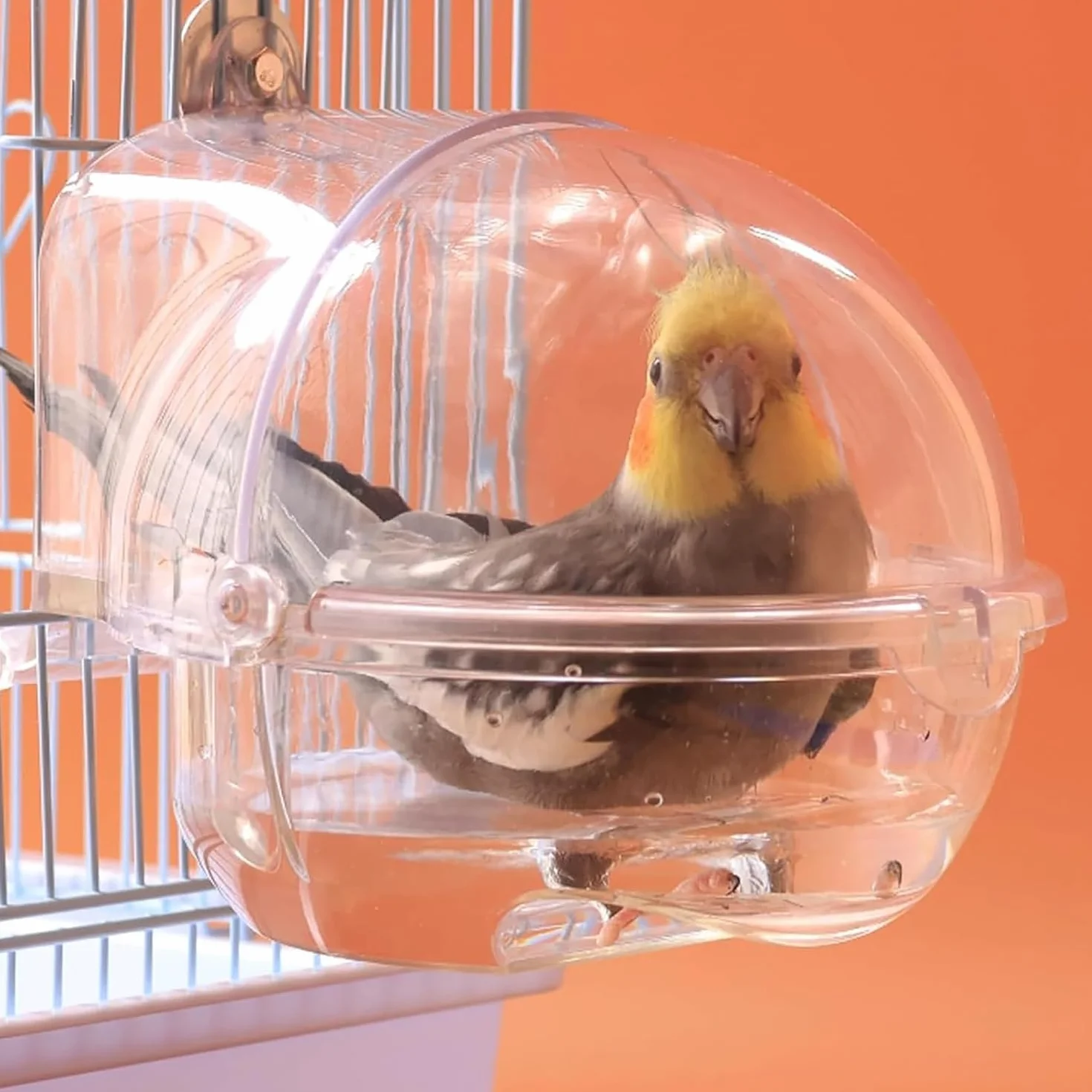 Baignoire pour Oiseaux Transparente pour Cage et Perroquet