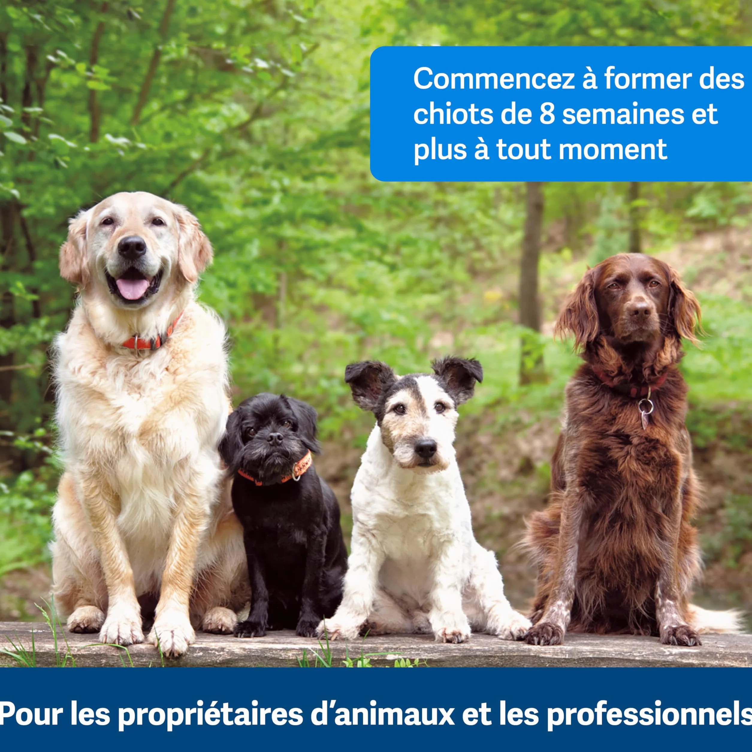 PetSafe Clik-R Clicker d'entraînement pour Chiens - Renforce Le comportement Positif - Utilisation pour récompenser et entraîner