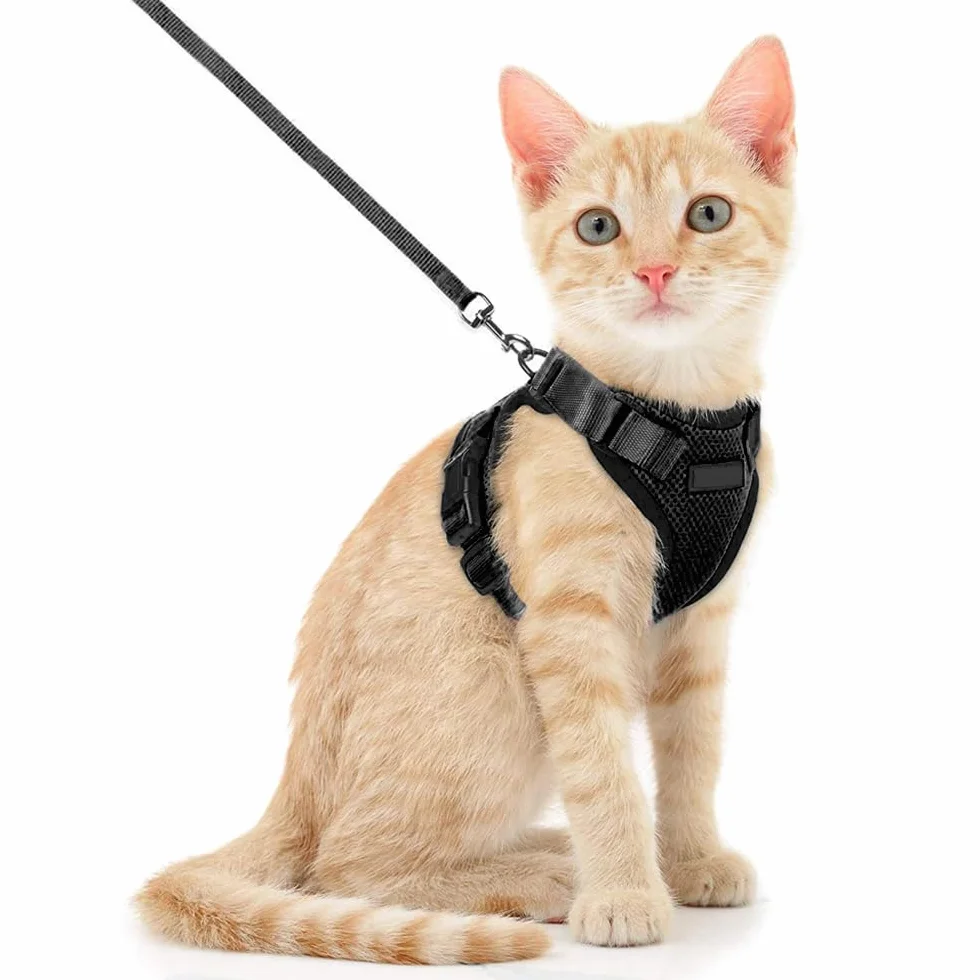 Harnais pour Chat Réglable avec Laisse 150 cm - Sécurité pour Chats Adultes et Chiots