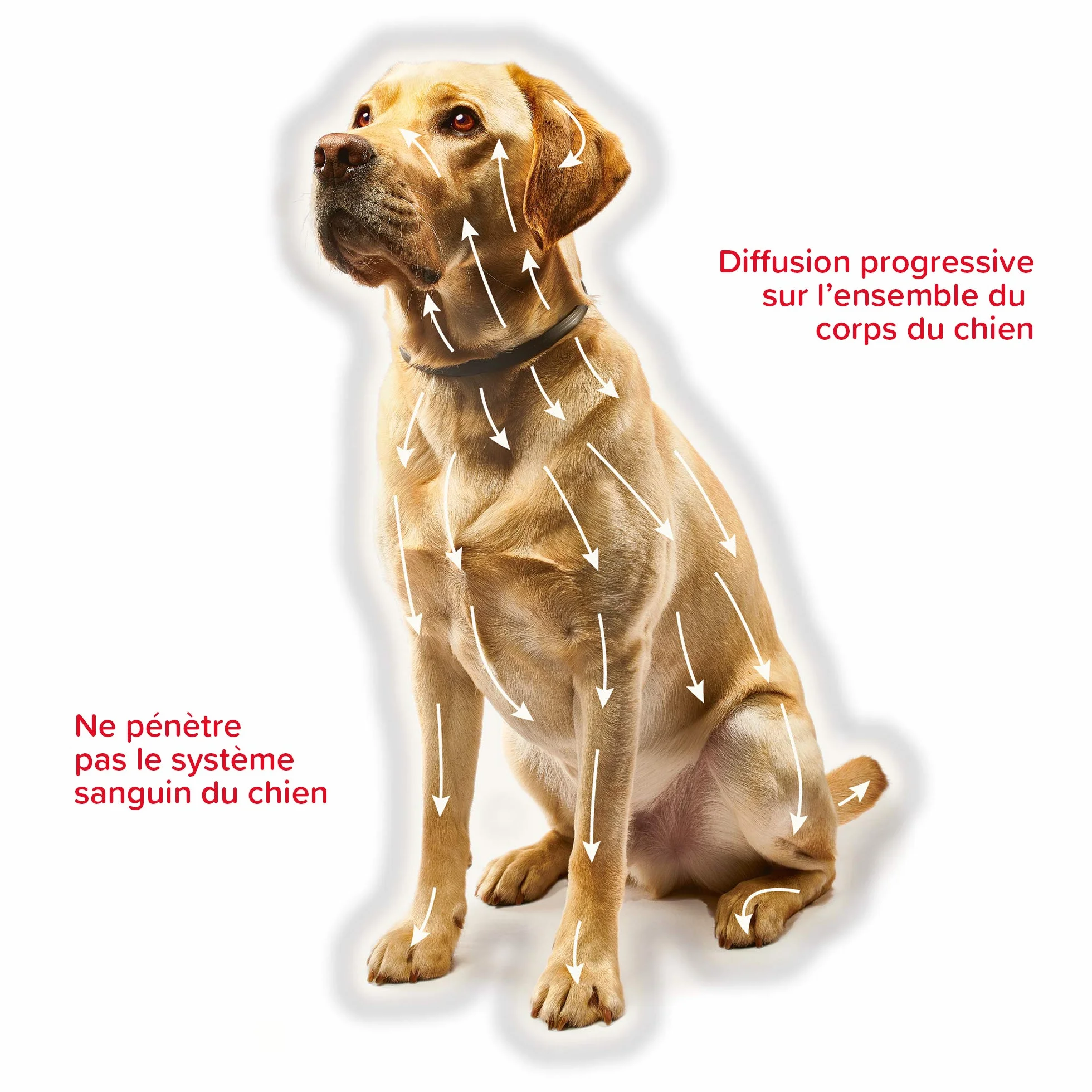 Beaphar CANISHIELD 0,77 g Lot de 2 Colliers antiparasitaires pour Petits et Moyens Chiens 48 cm