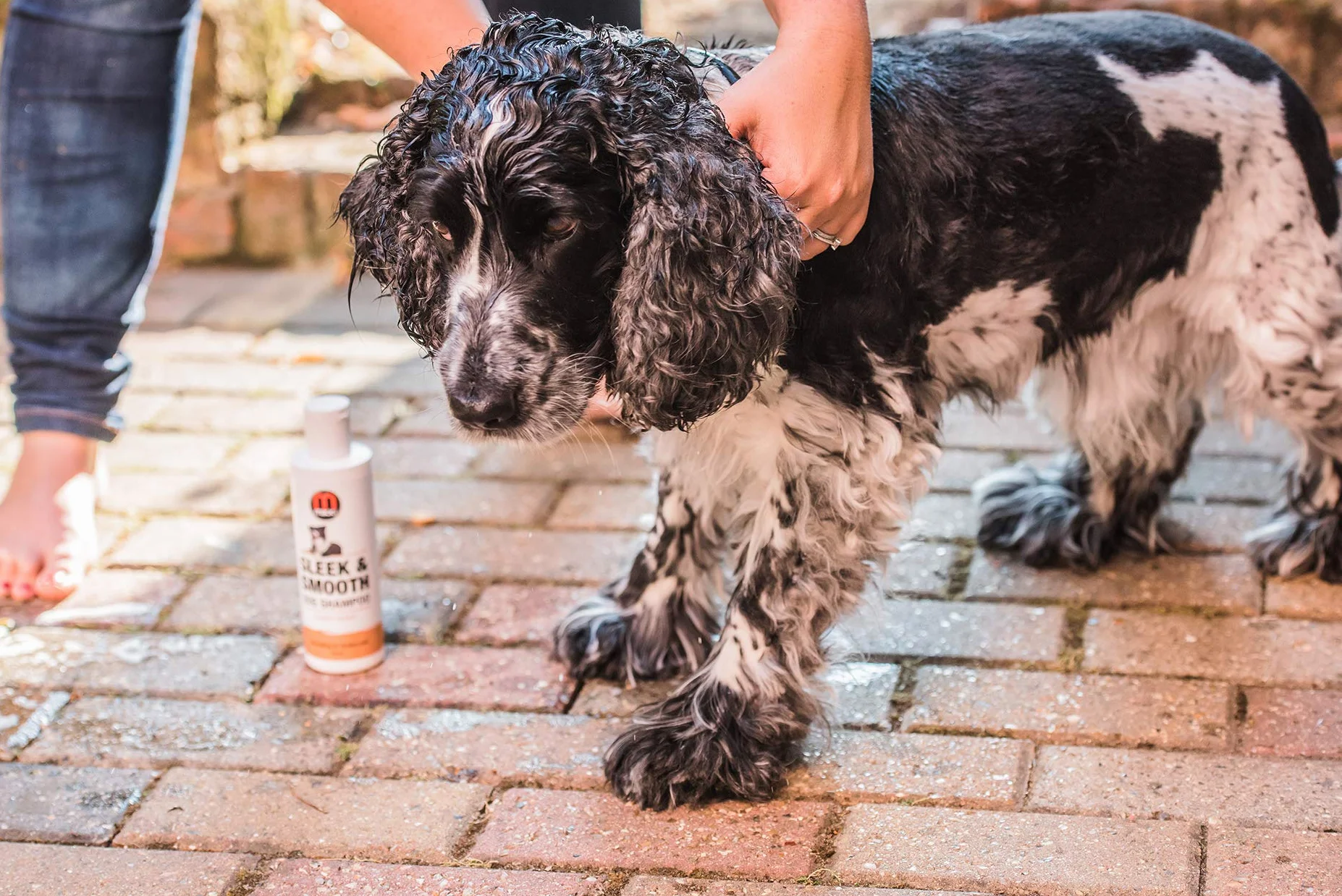 Mikki Shampooing de Toilettage pour Chien Qui Mue Parfum Mangue Douce 250 ml