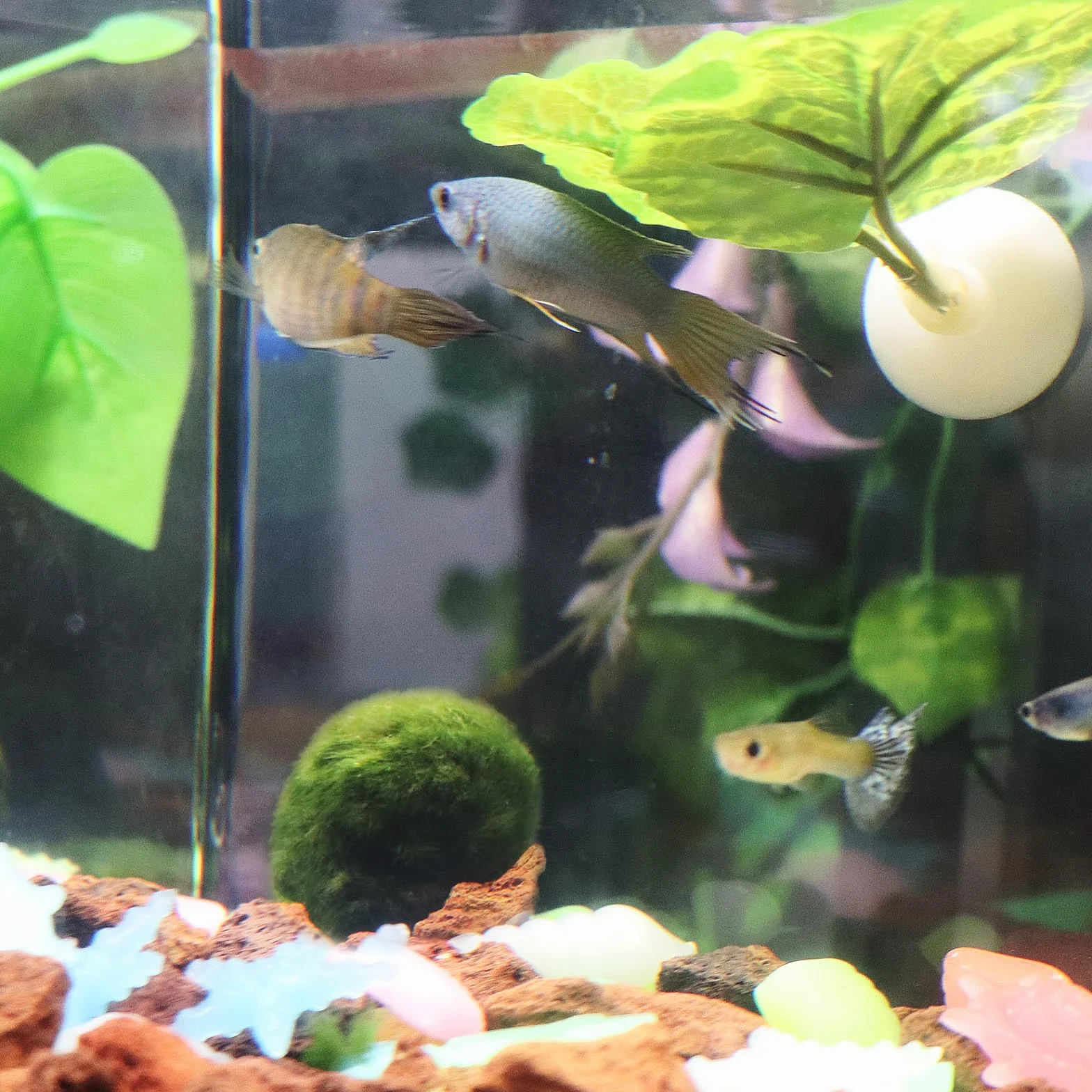 Lot de 2 boules d'algues vertes naturelles pour aquarium (L)