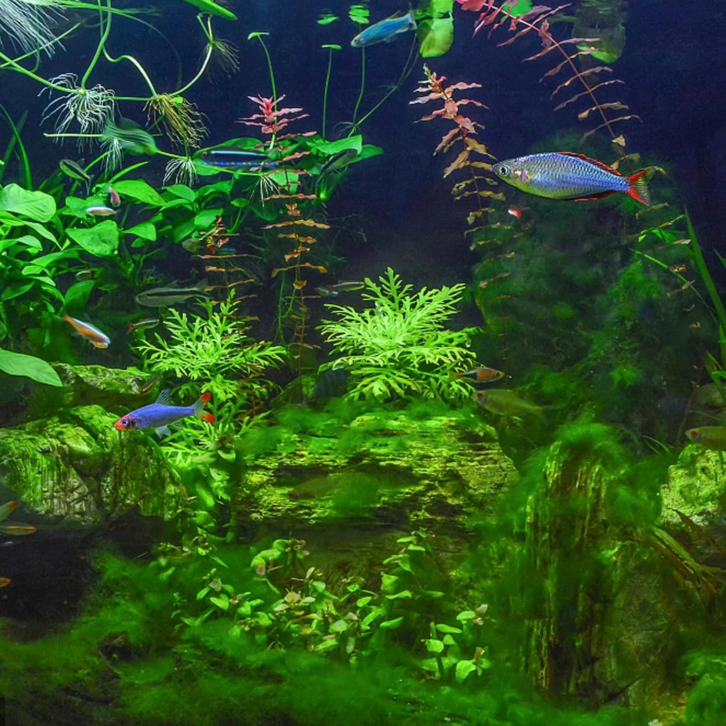 Eponge filtrante pour Aquarium,2 m de Tampon filtrant pour Aquarium,Tampon filtrant biochimique épaissi,Mousse filtrante pour Aquarium de Bassin