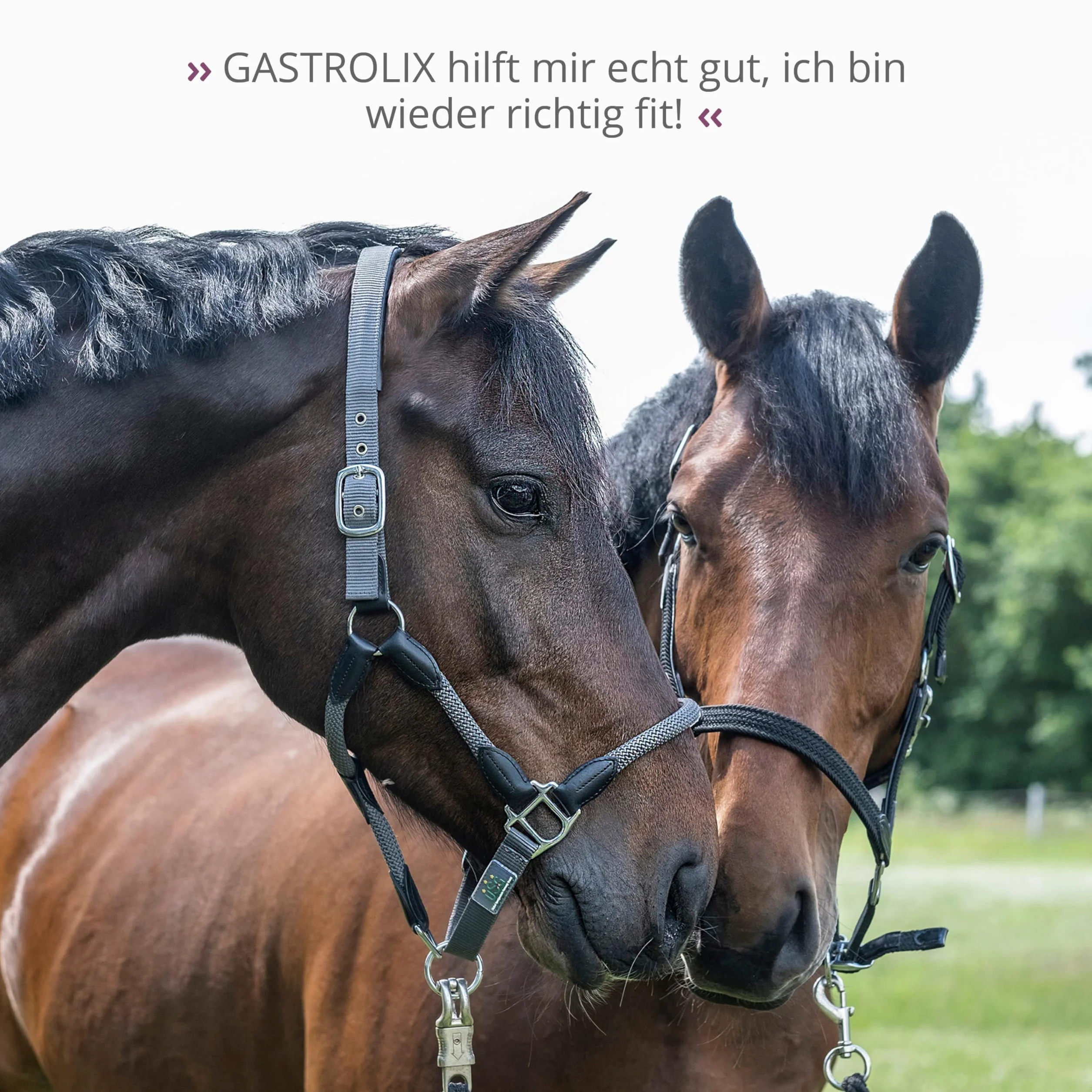STRÖH Gastrolix (1 l) • Stabilisation du tractus gastro-intestinal pour chevaux • Herbes gastriques pour chevaux • Jus gastrique pour chevaux sans sucre • Protection naturelle de l'estomac pour les
