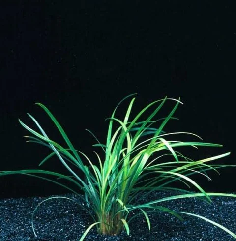 Ophiopogon japonica plante aquarium terrarium 15/20cm
