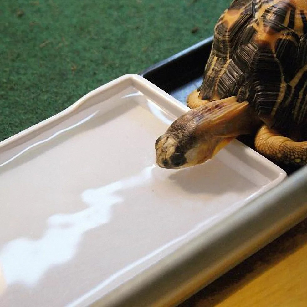 Gamelle pour Reptile OMEM Grand Plat à Eau, Bol pour Tortue XL Treillis Noir