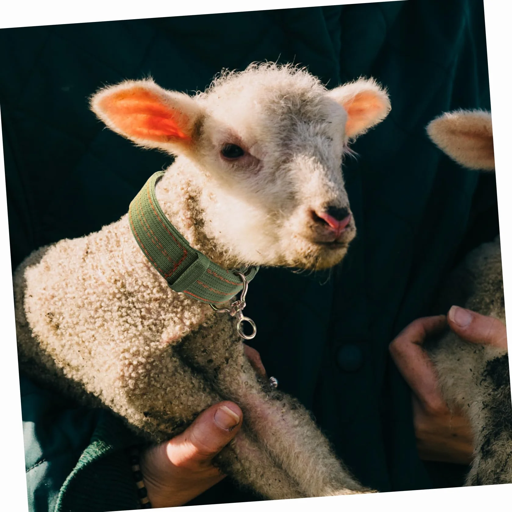 Collier pour Moutons en Toile Vert, Boucle Anti- Confortable, Réglable pour Animaux D'élevage, Traction et L'attache du Bétail