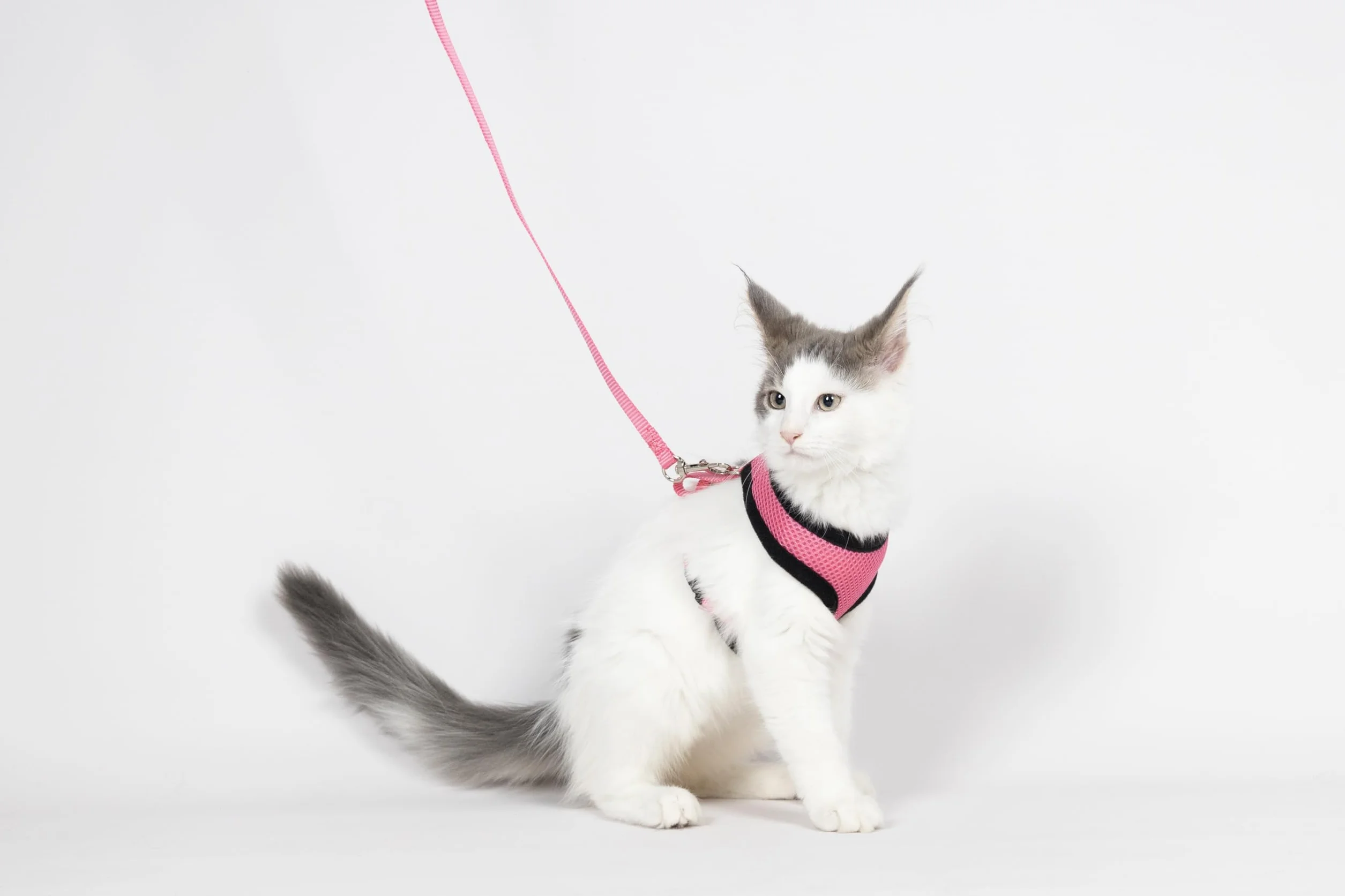 Harnais pour Chat Harms Rose avec Laisse 28cm 32-41cm 110cm Mesh Respirant Réglable
