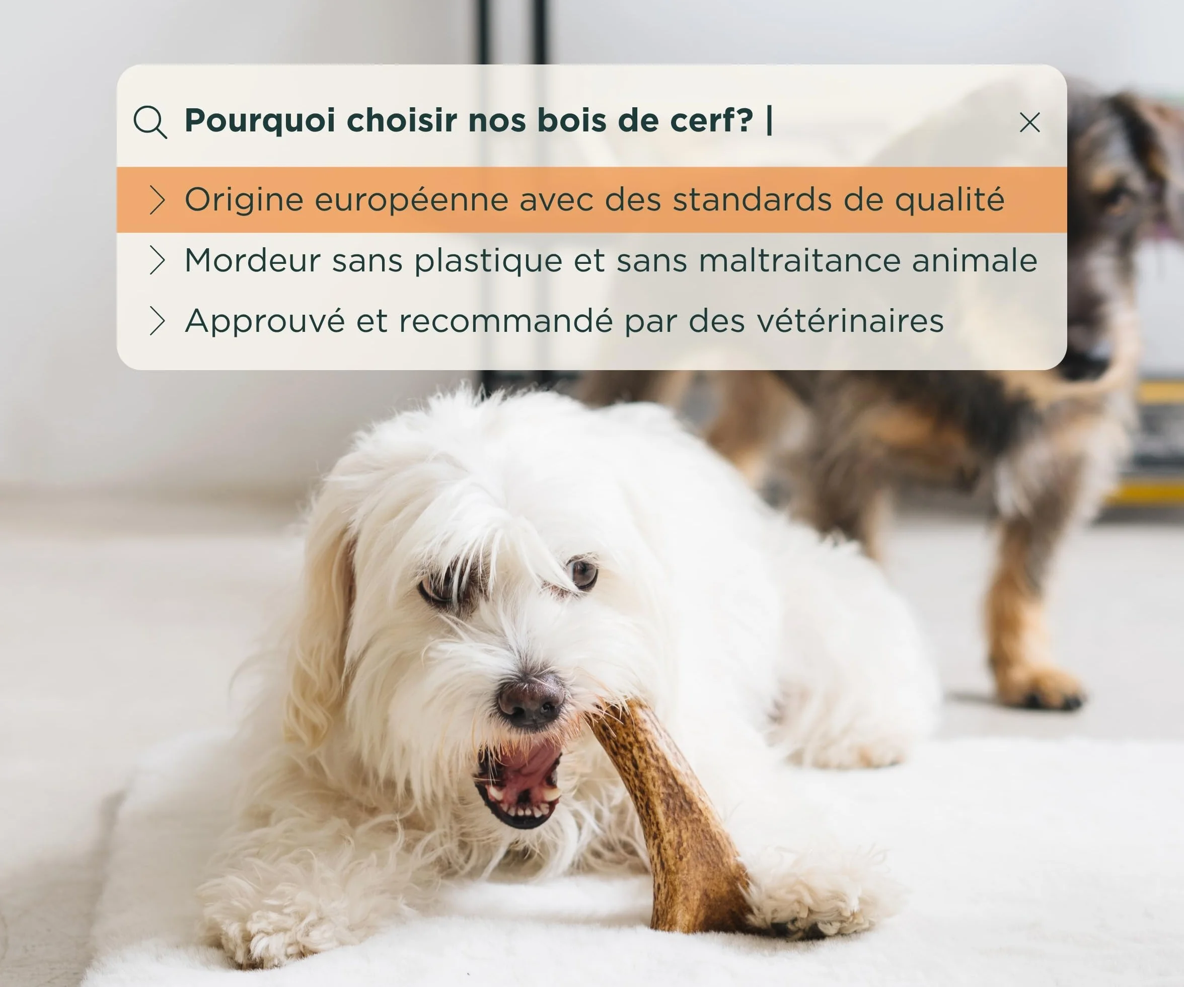 Bois de Cerf pour Chiens 100% Naturel Taille S Corne Durable Résistante Réduit Tartre Plaque Riche Calcium Protéines Inodore Fabriqué Europe