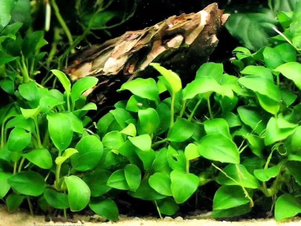Anubia nana plante aquarium résistante