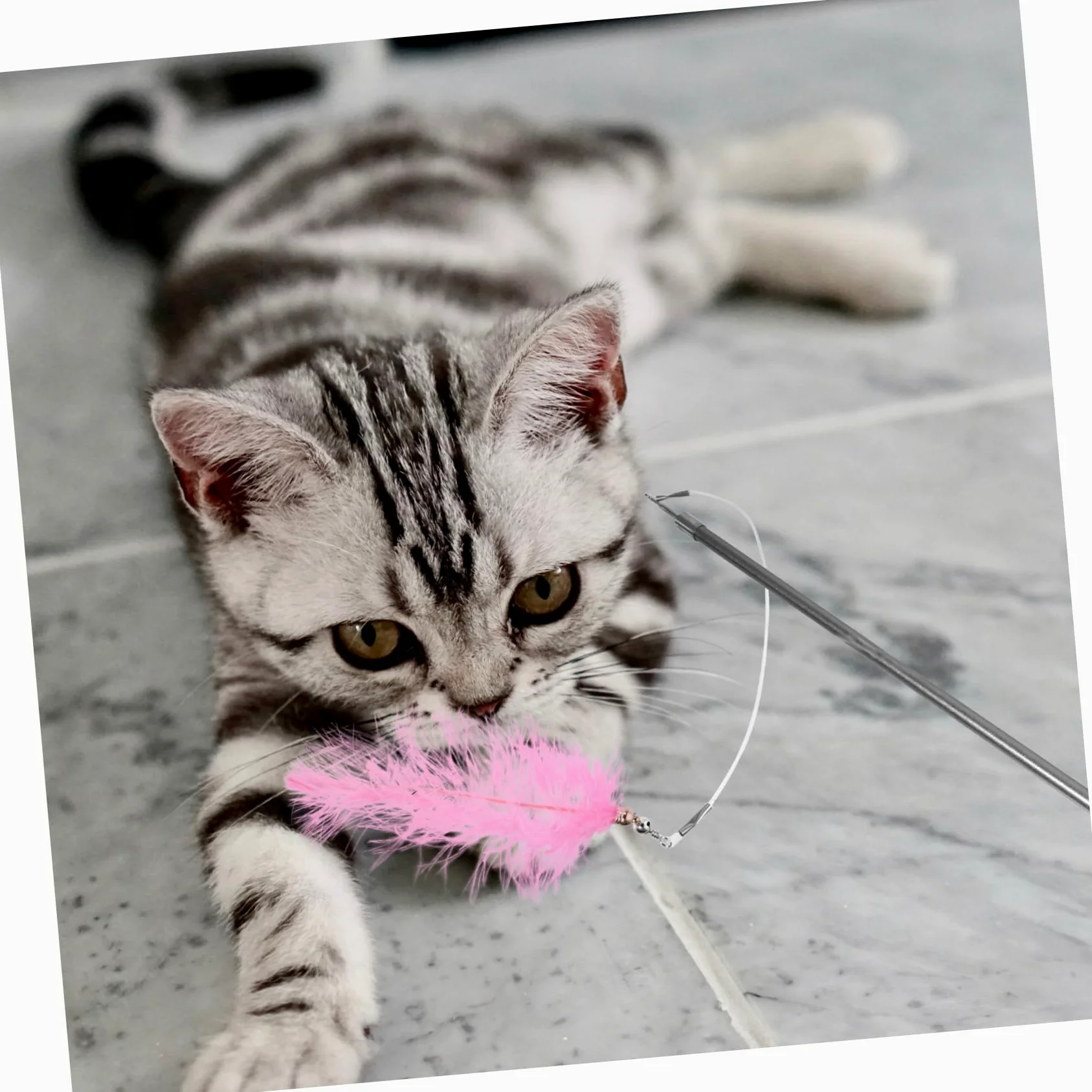 Jouets pour Chats, Ensemble de Jouets for Chat avec Canne télescopique à 3 Sections et 7 têtes Rechange, bâton pêche interactif