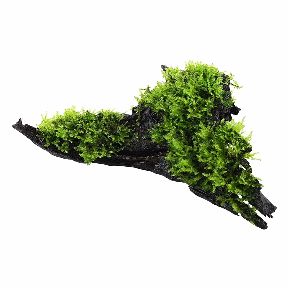 Vesicularia montagnei Christmas Plante d'aquarium sur racine Rhizome
