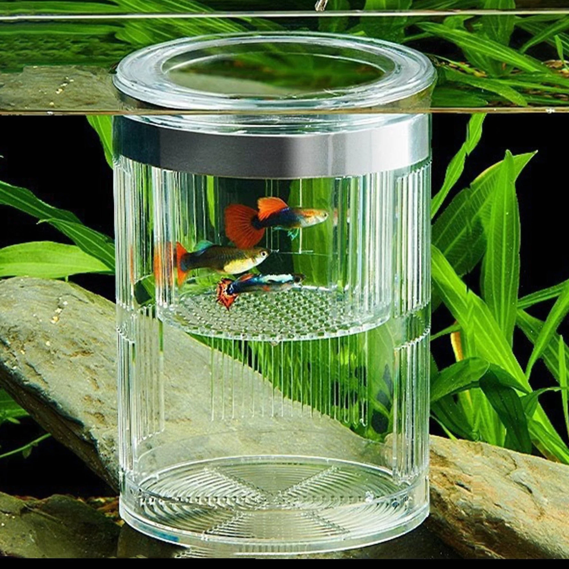 Forme Cylindrique Boîte D'éLevage pour Aquarium, Boîte D'éLevage pour Poissons D'Aquarium, Double Couche, Transparent, Incubateurs avec Ventouses, pour Poissons Agressifs Blessés