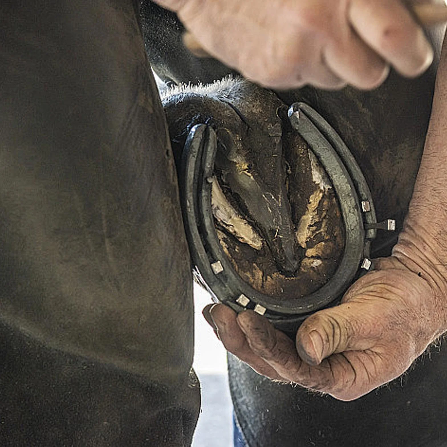Clous Fer à Cheval 54 mm Acier Carbone 40 Pièces