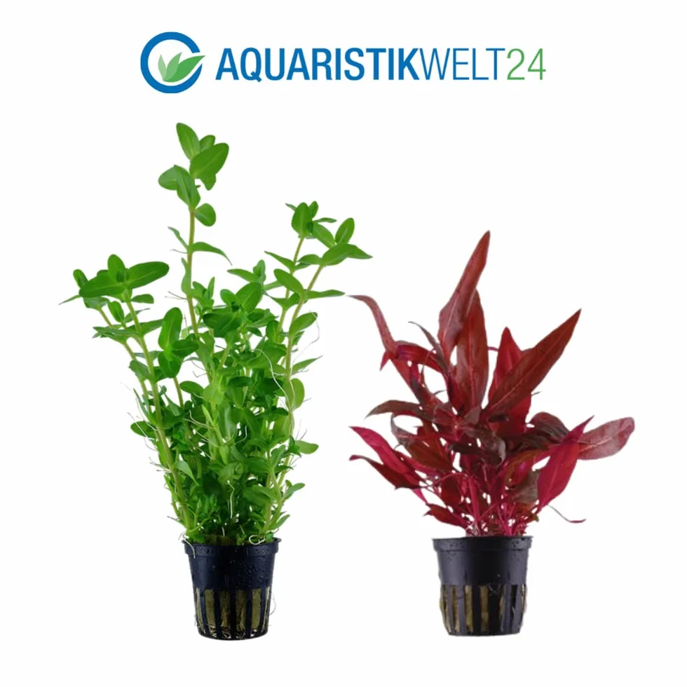 Lot de 5 plantes d'aquarium AquaOne Bacopa Lilaeopsis Alternanthera Limnophila Anubias pour débutants