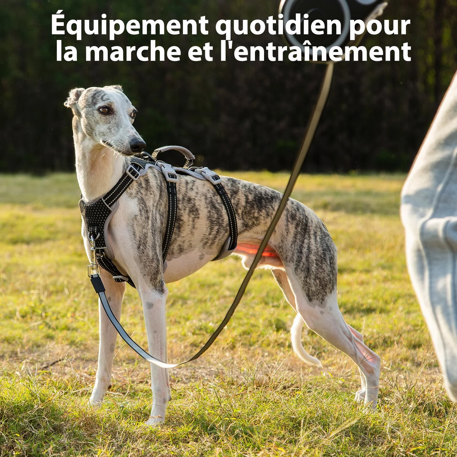 Harnais Anti-Fugue pour Chien Entièrement Réfléchissant avec Poignée, Respirant, Durable, Gilet Réglable pour Chiens de Taille Moyenne