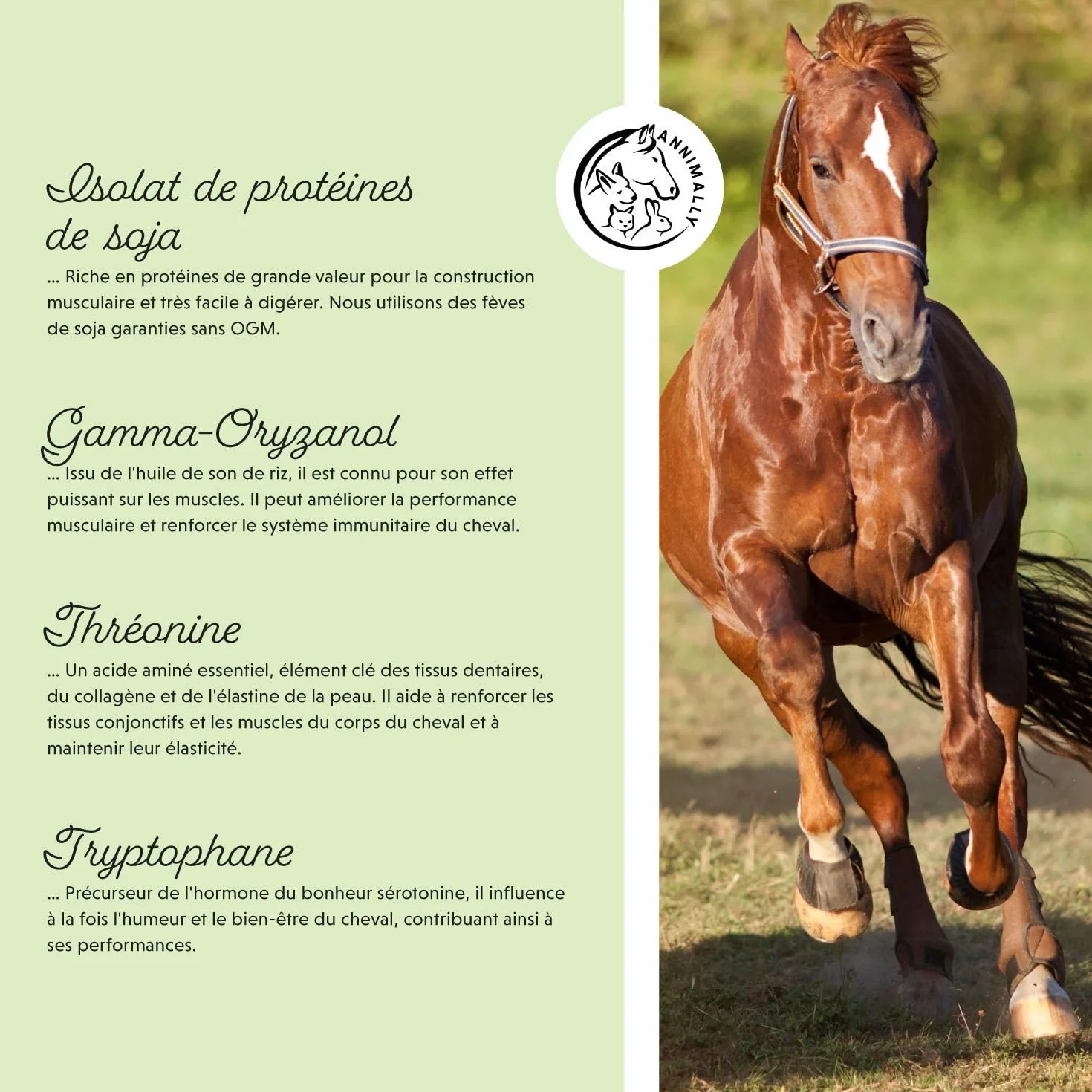 Poudre pour Le développement Musculaire des Chevaux 700g avec protéine de soja, lysine, carnitine, thréonine, méthionine - Complément Alimentaire en acides aminés pour renforcer la Musculature