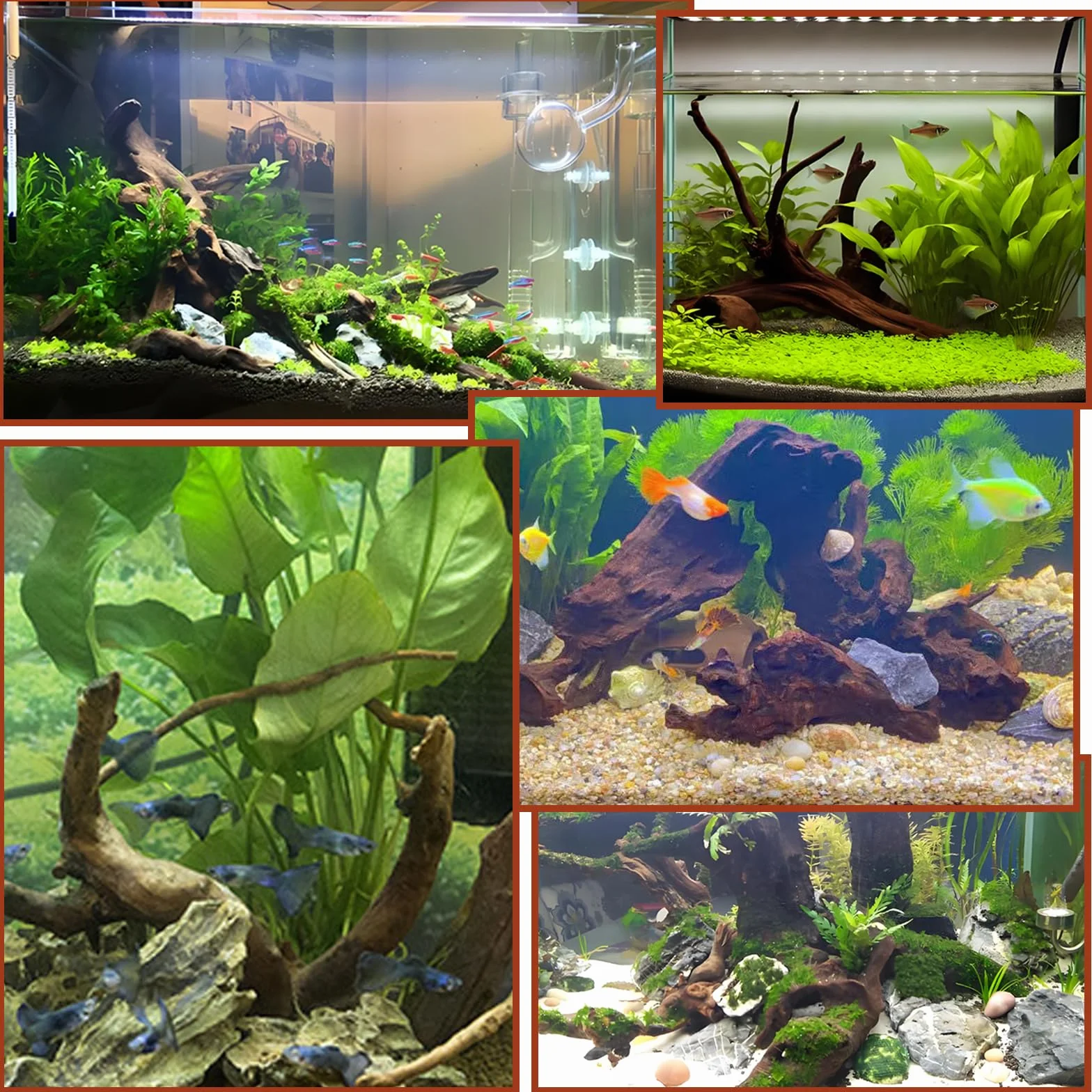 Racine Aquarium Bois Naturel Bois Flotté 8-15 CM Decoration Aquarium Décoration D'intérieur