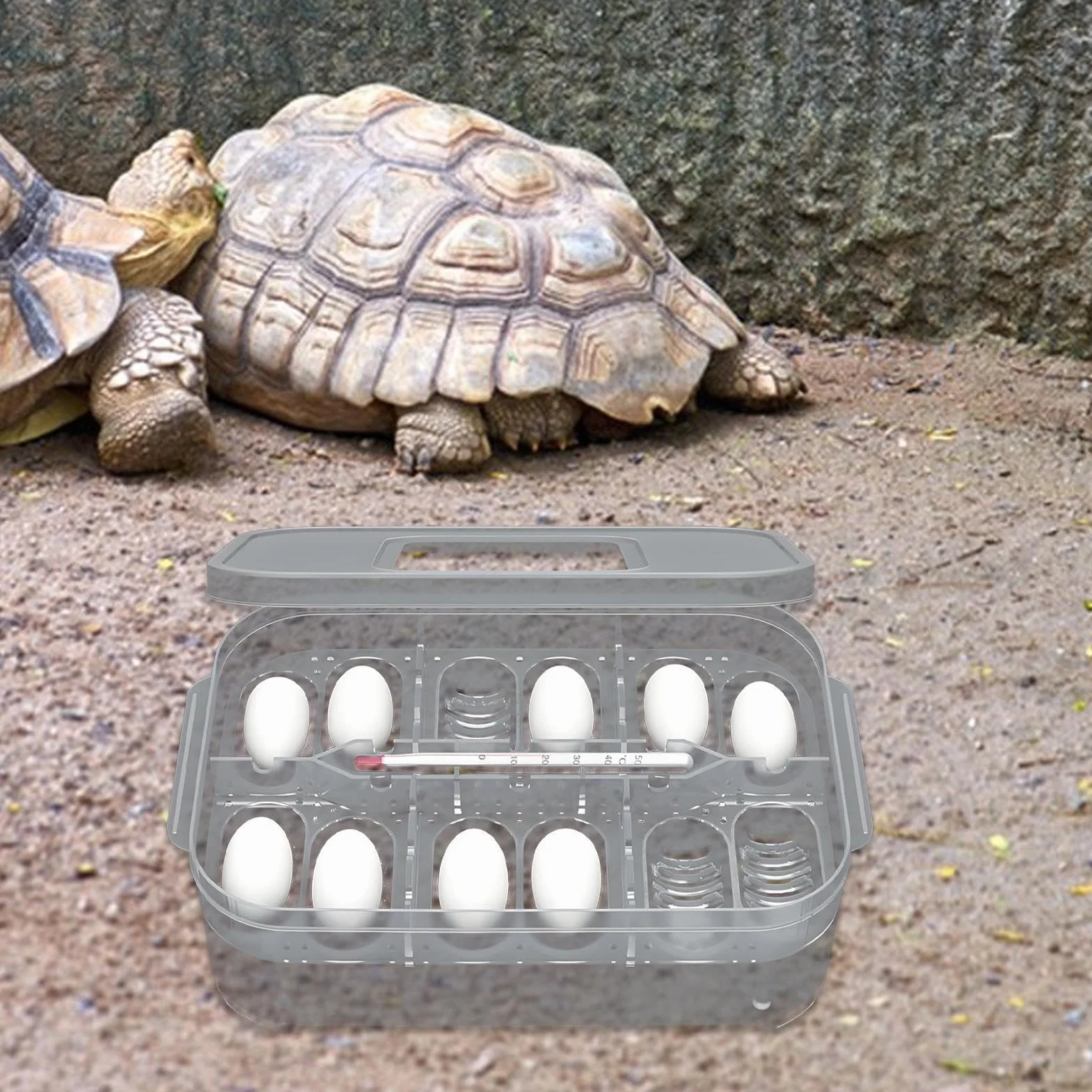Boîte d'incubation de reptiles transparente pour œufs d'amphibiens, gecko, lézard, serpent, tortue