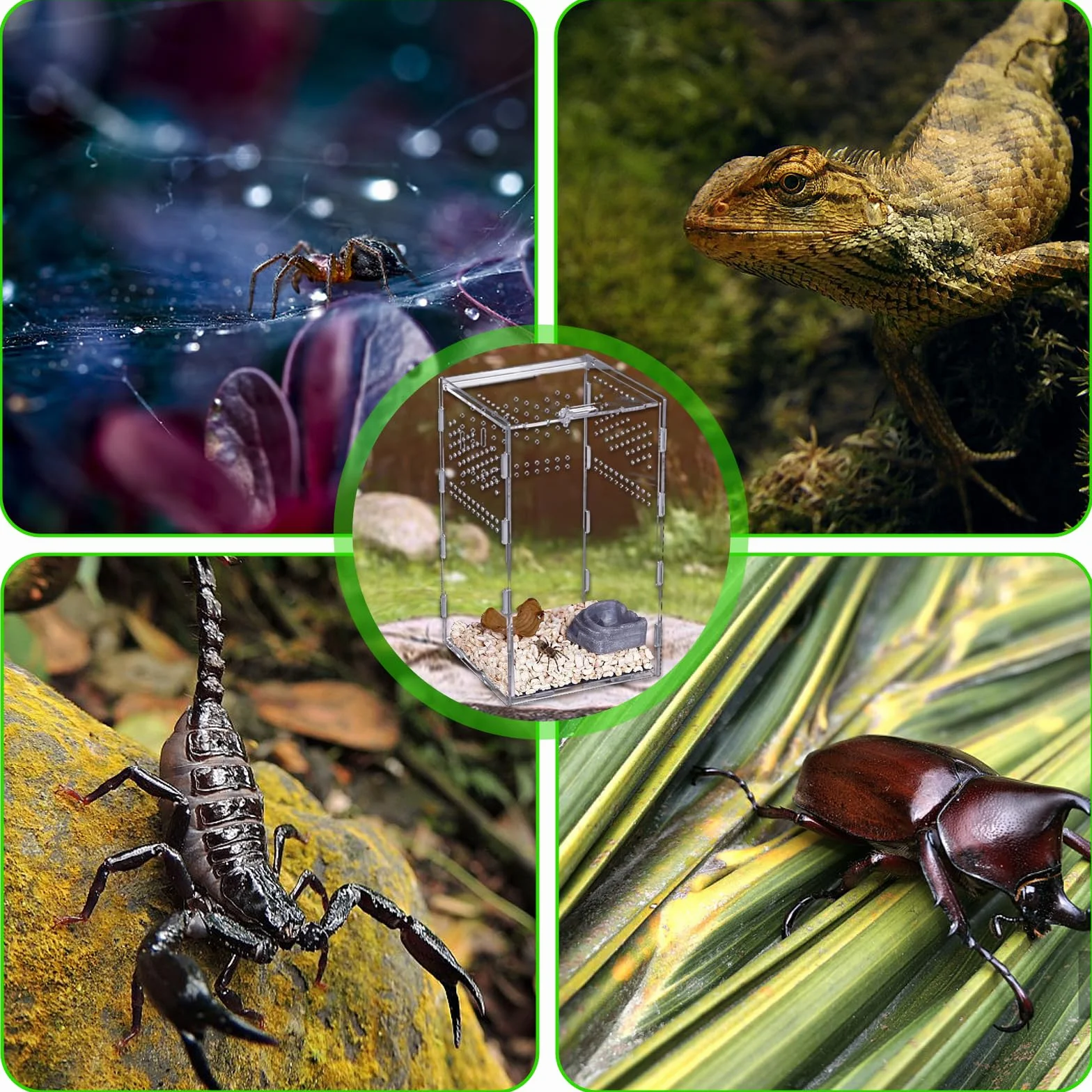 Nizirioo Terrarium acrylique 360° 12x12x20 cm pour araignée scorpion mante religieuse reptile
