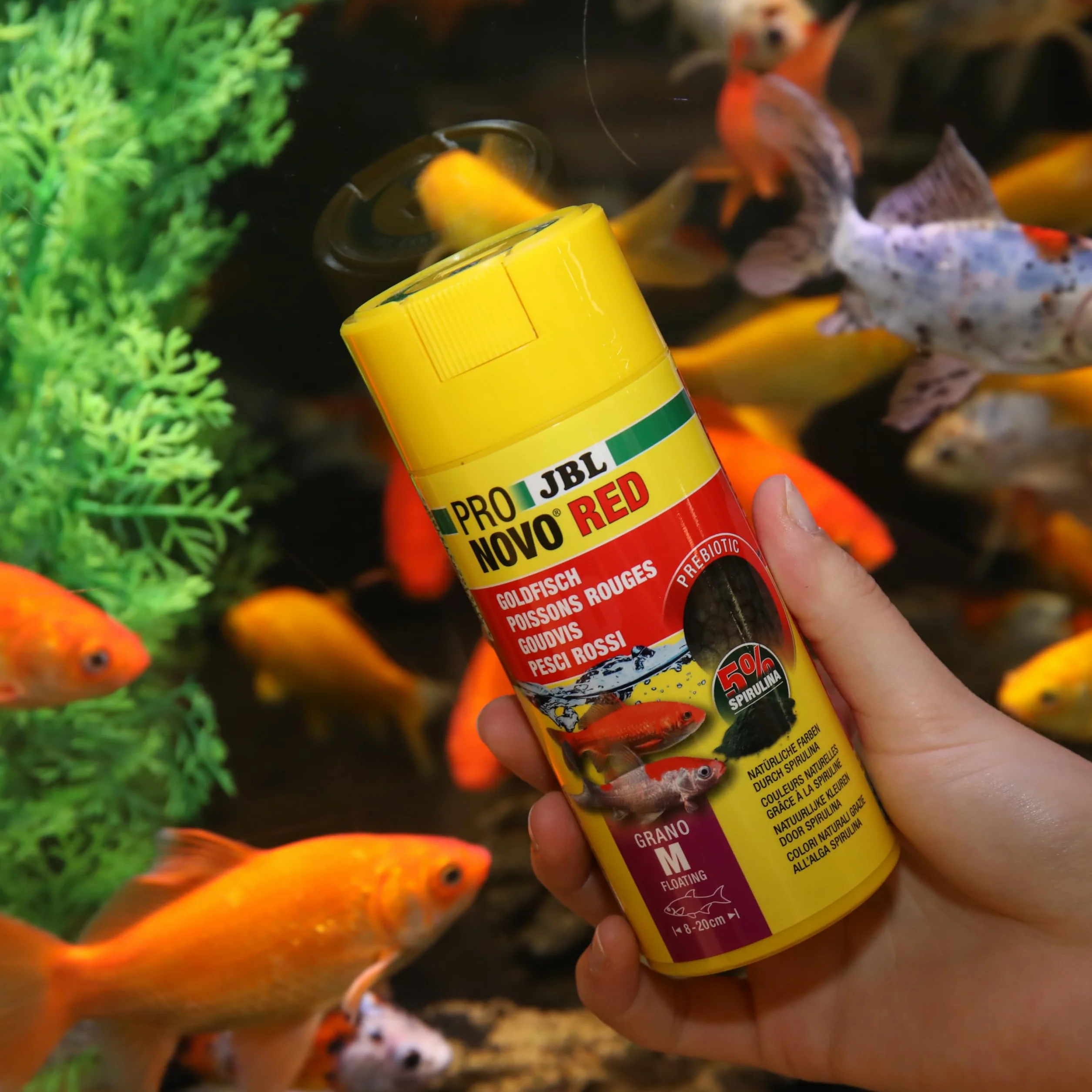JBL PRONOVO RED FLAKES Aliment Base Poissons Rouges 8-20 cm Flocons taille M 250 ml