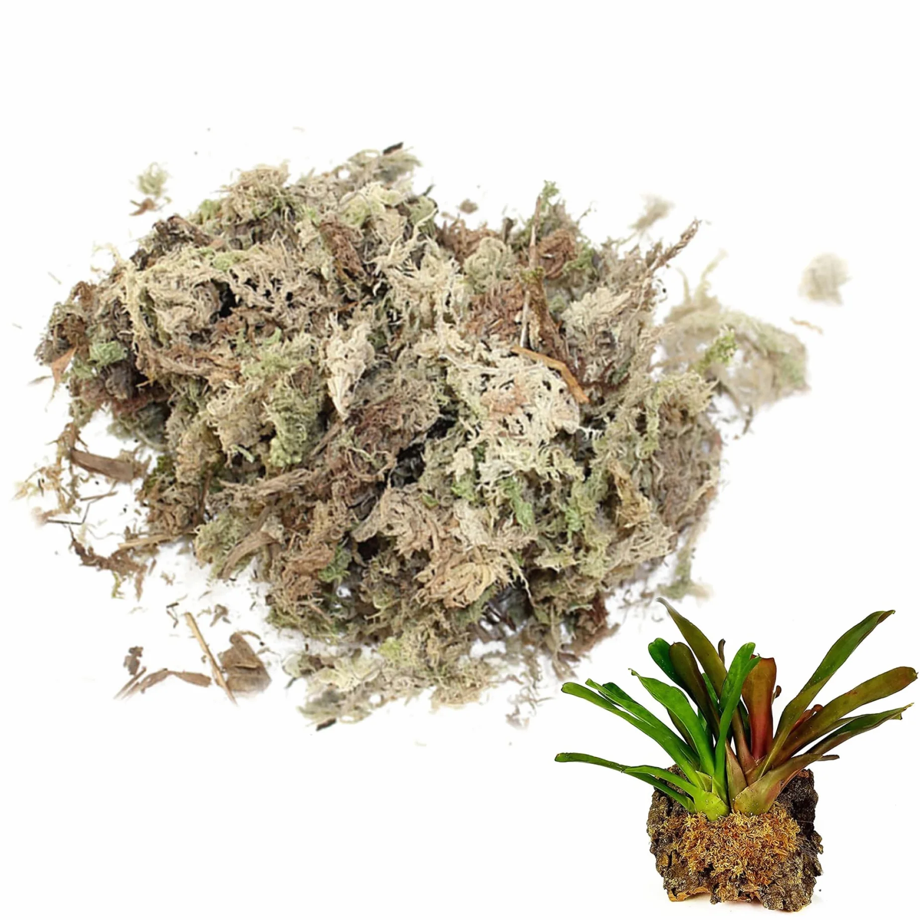 Sphaigne Mousse pour Reptiles 150 g séchée Terrarium literie