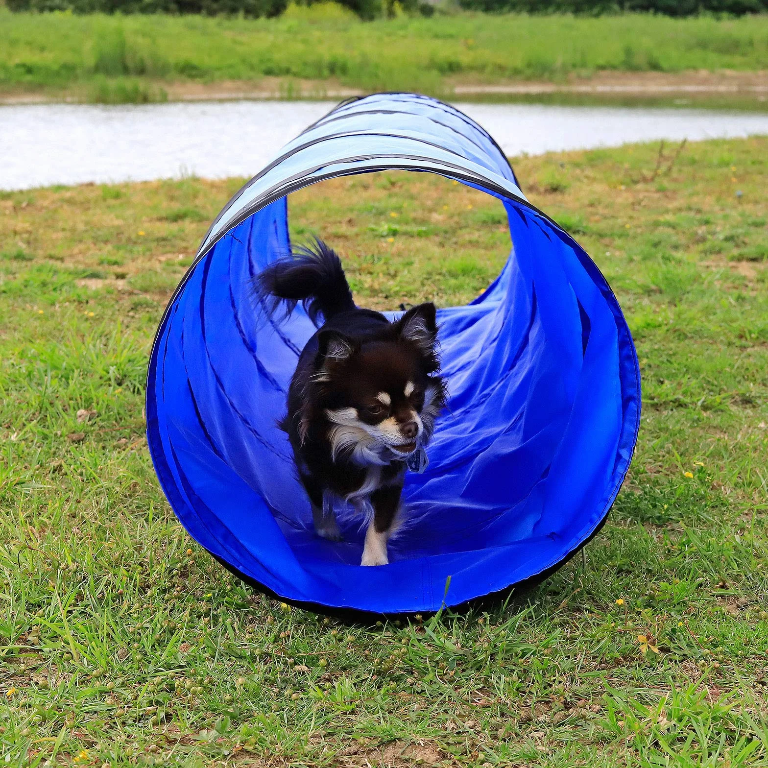 Lionto Tunnel d’extérieur Robuste pour Chiens 200x40 cm Pliable avec Piquets Sac de Transport Bleu