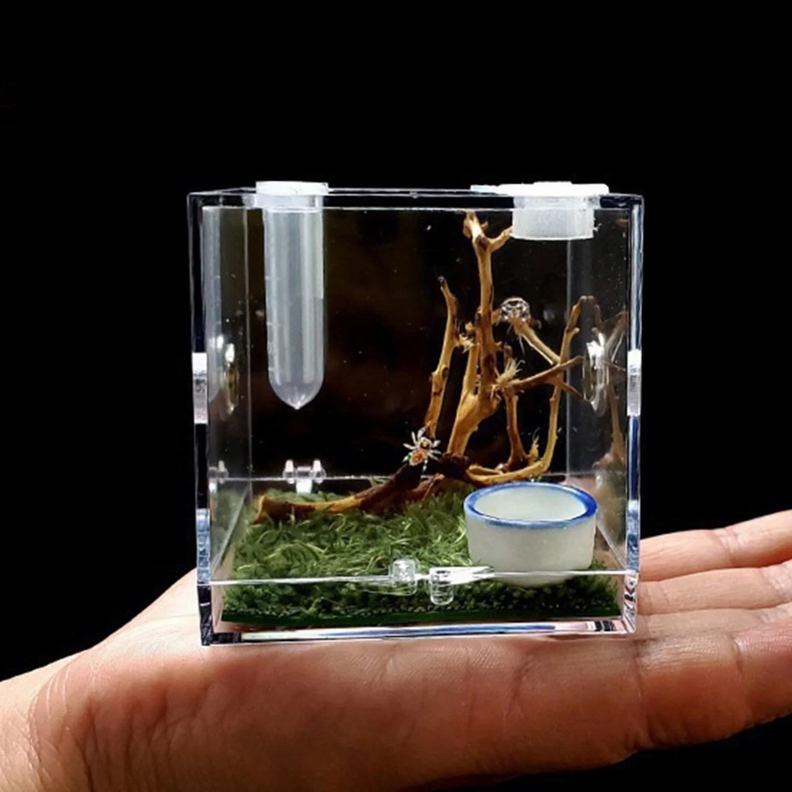 Terrarium acrylique pour araignée sauteuse avec motif d'alimentation, enclos pour reptile tarentule
