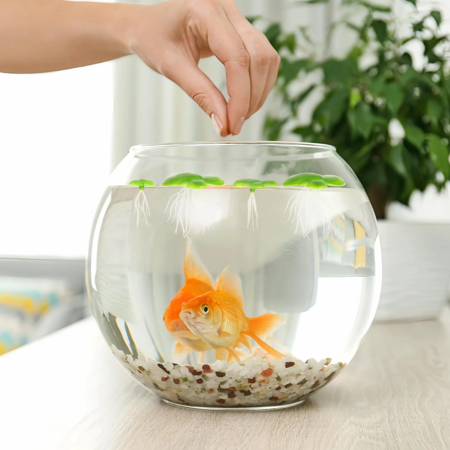 Lot de 2 paquets de 36 lentilles d'eau - Mini étang - Plantes flottantes - Décoration d'aquarium