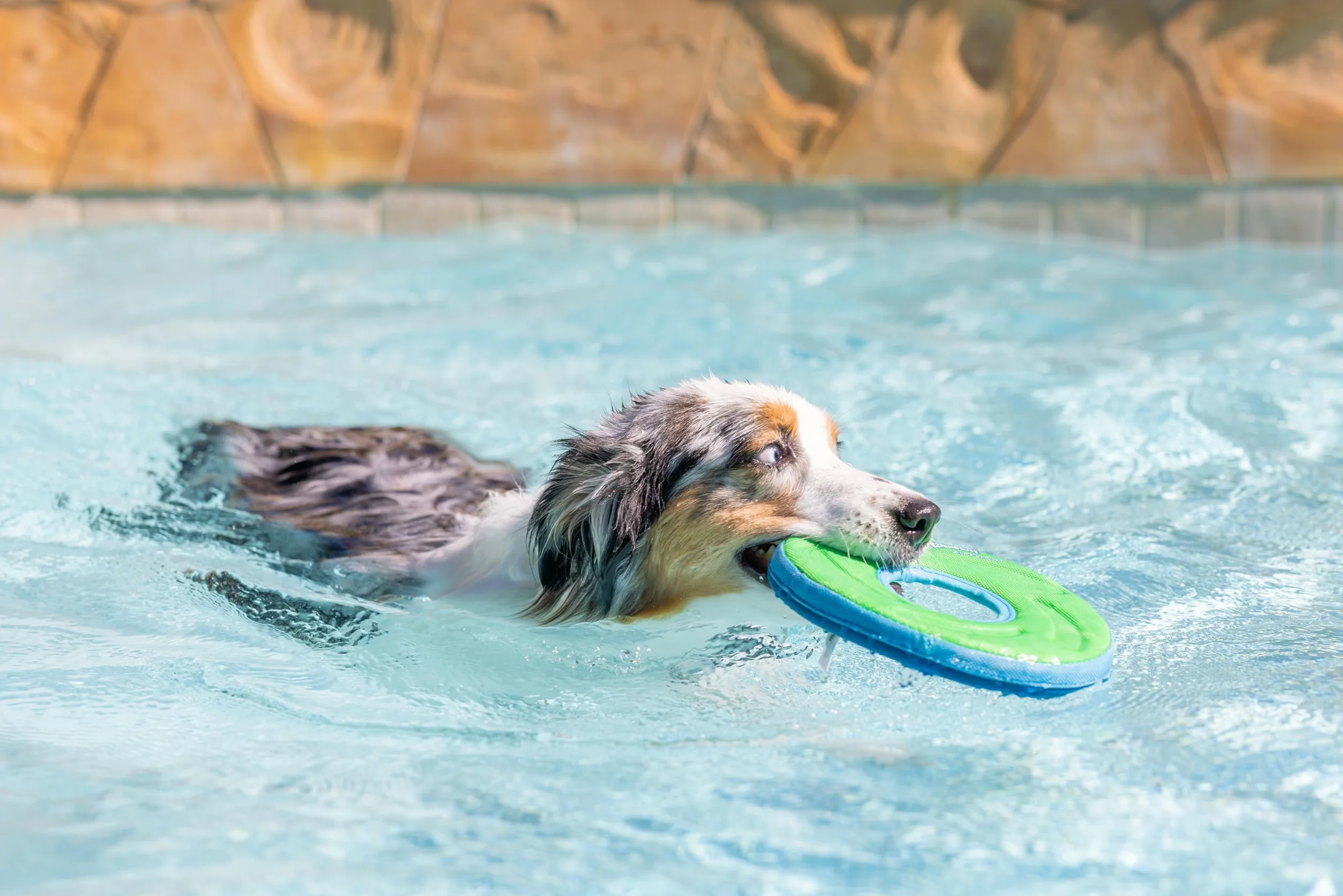 Chuckit Zipflight Frisbee Flottant Jouet Chien Taille M