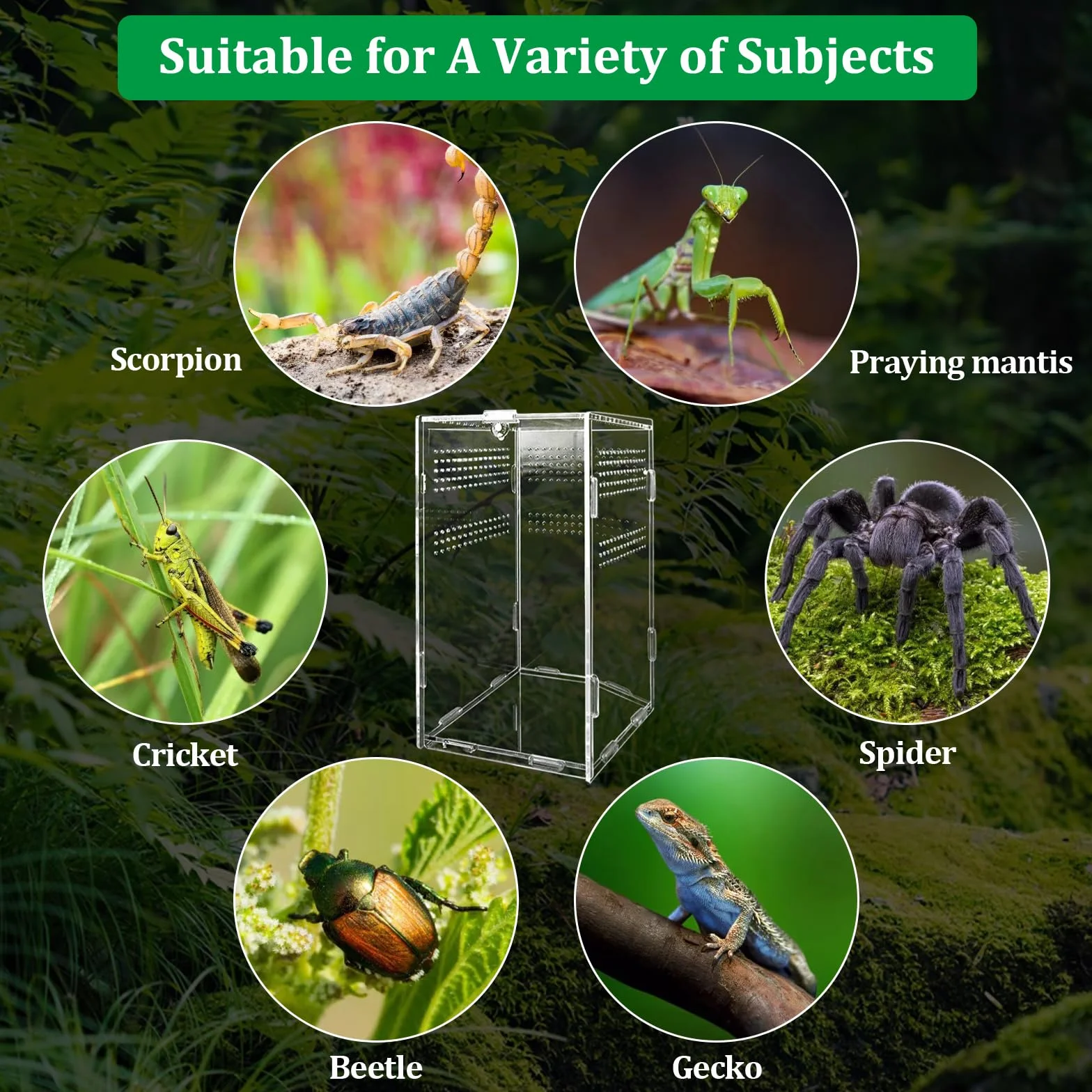 Boîte d'alimentation en Acrylique 12x12x20cm Transparent pour Reptiles avec Trous d'air
