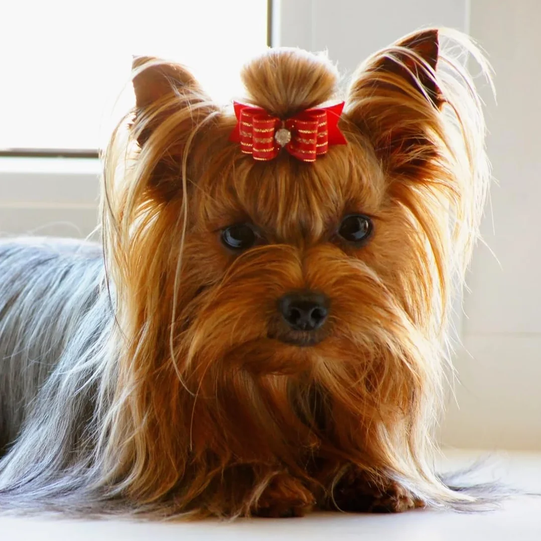 Lot de 40 nœuds pour chiens avec élastiques, accessoires de toilettage pour animaux domestiques