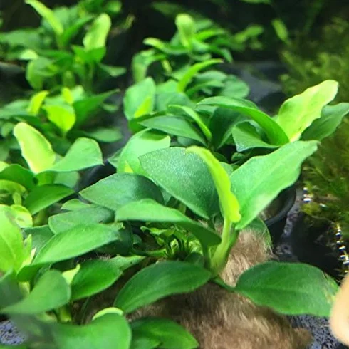 Anubias Mix Water Plants 3 Types Fish Tank