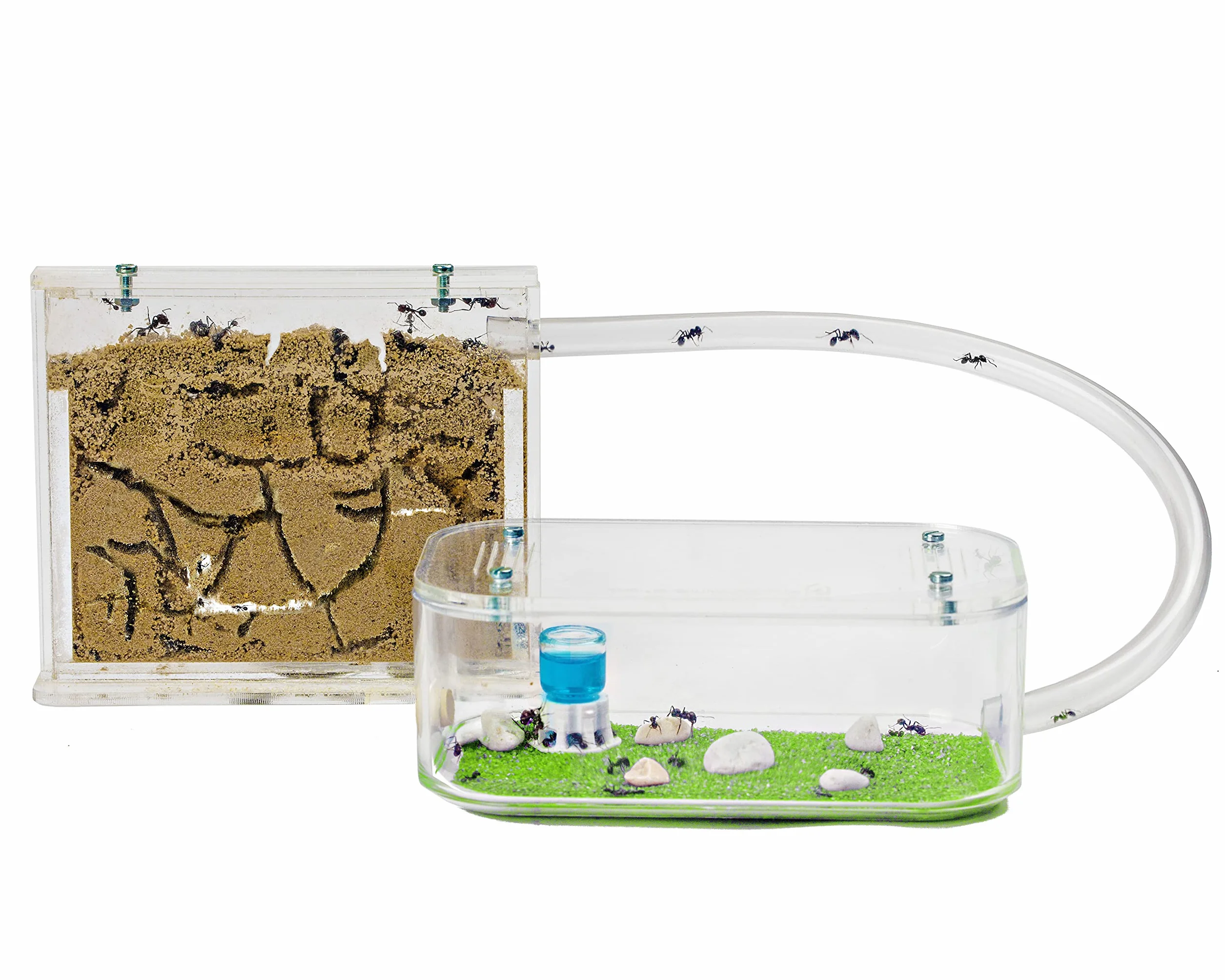 Fourmilière Naturelle en Sable Kit Basic avec Fourmis Incluses