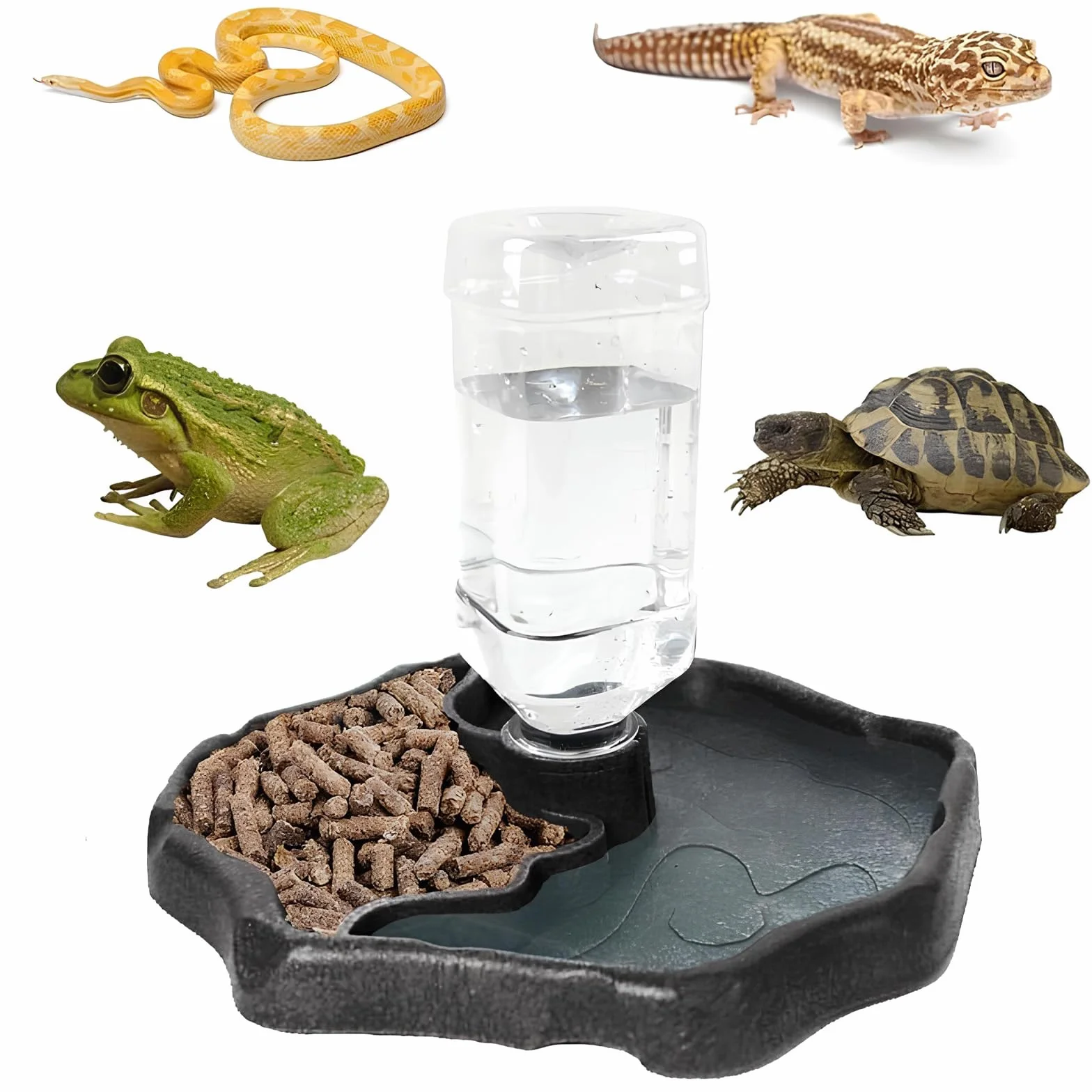 Mangeoire à Eau pour Reptiles, Bol d'Eau pour Tortues, Geckos, Serpents