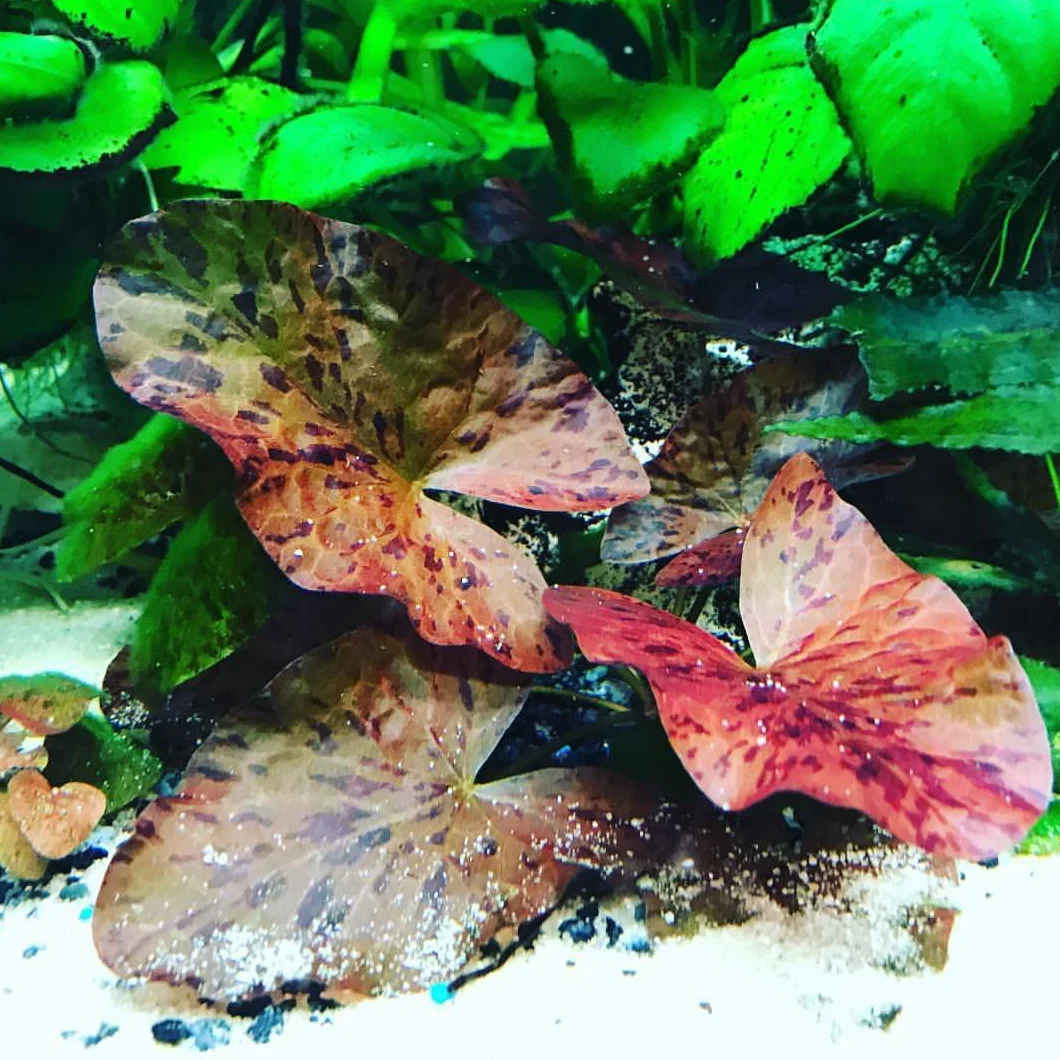 Plante en laine rouge pour aquarium Tigerlotus