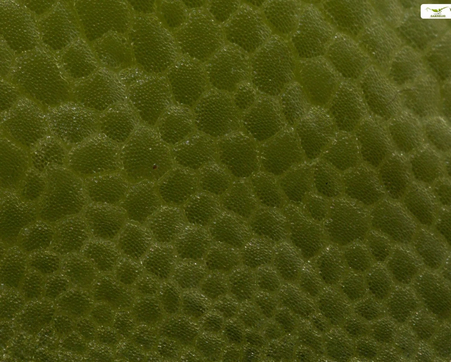 Limnobium laevigatum Morsure de grenouille Plante flottante aquarium étang